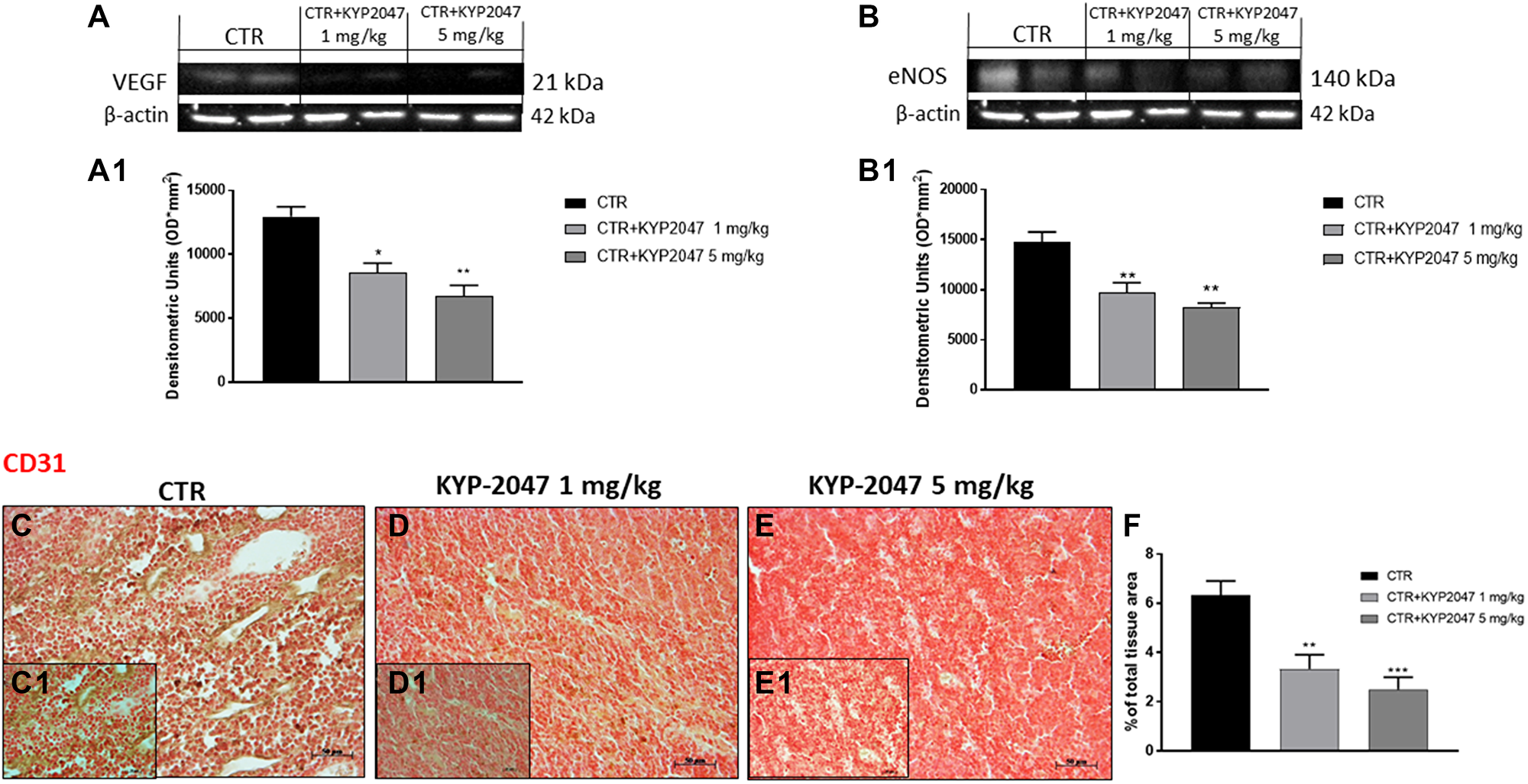 Effect of KYP-2047 on VEGF, eNOS and CD31 expression