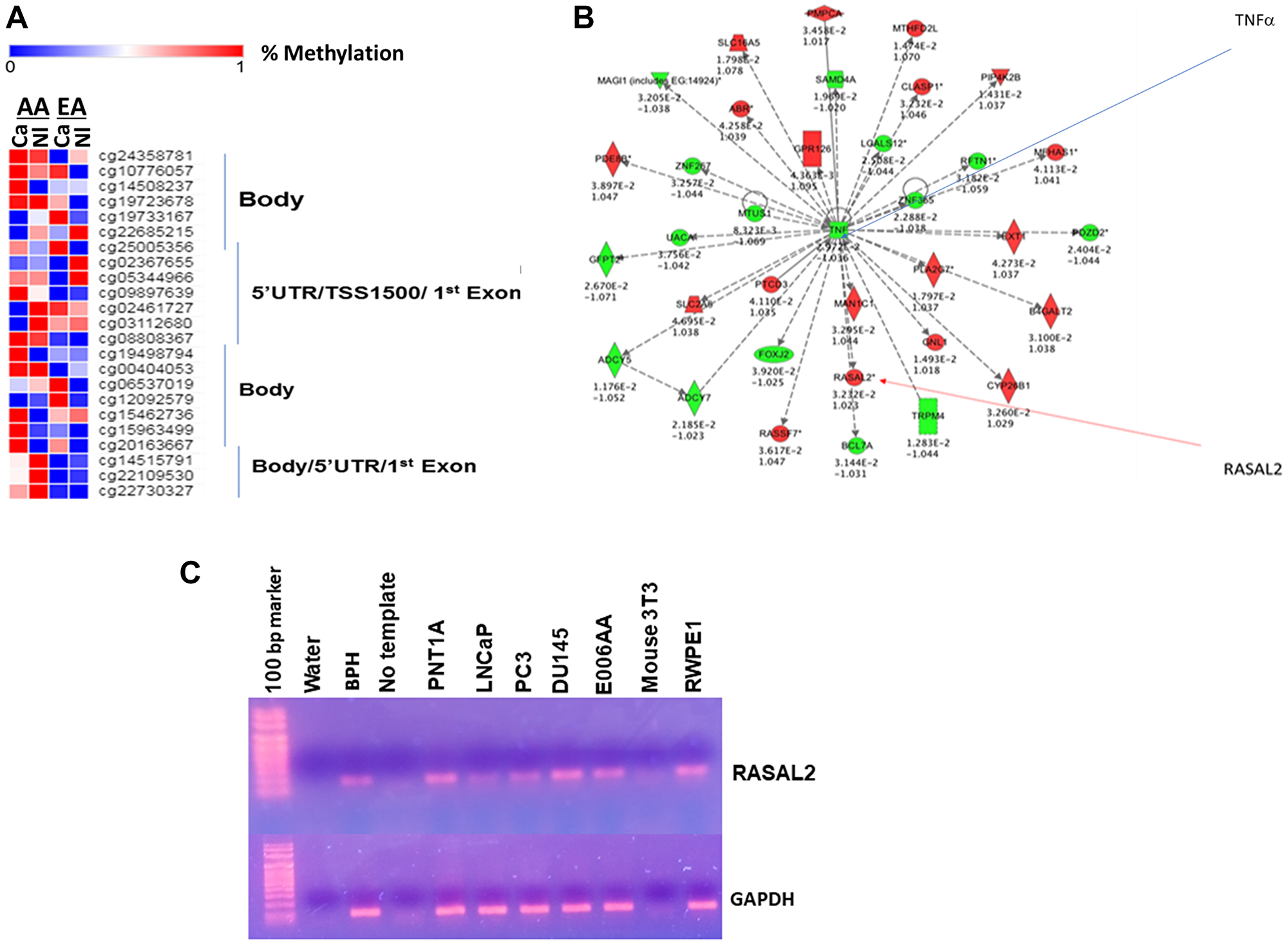 (A) Heat map hierarchical cluster analysis of CpG probesets in RASAL2 genome identified in a panel of prostate tissues (used in genome-wide DNA methylation analysis [33]). African American (AA) benign tissues (Nl) and AA cancer tissues (CA); European American (CAU)-Nl and CA. (B) Ingenuity Pathway Analysis of TNFα and RASAL2 crosstalk show a crosstalk between TNFα and RASAL2 (p value $!--ESC
