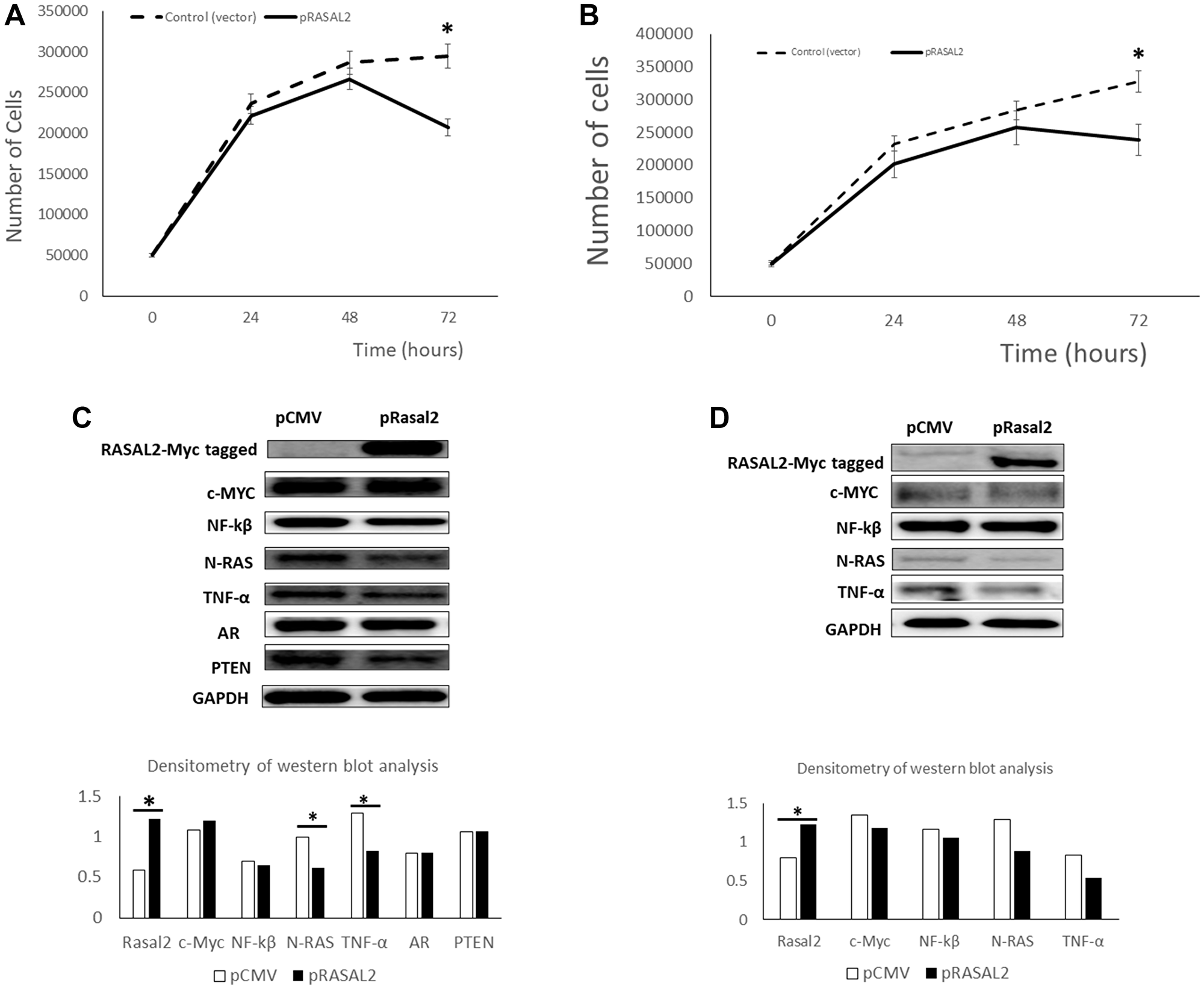 Transient transfection of RASAL2 in LNCaP and PC3 prostate cancer cells