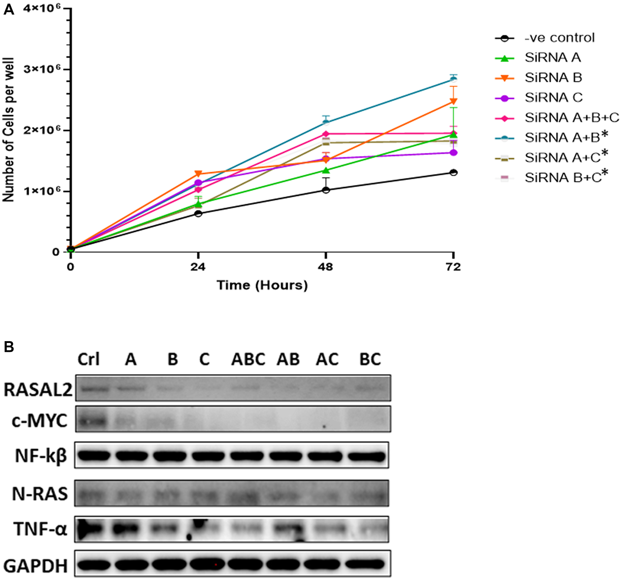 (A) siRNA-mediated knockdown transfections. PC3 cells were transiently transfected with one of three different RASAL2-specific siRNA or in combinations, or with a scramble nonsense siRNA (negative control). At the indicated times after transfection, cells were trypsinized and counted using a Coulter counter. Data shown are representative of 3 independent experiments. (B) Protein extracts were collected from PC3 cells at the day 3 after transfection with the siRNAs and analyzed by Western blotting with the following antibodies: RASAL2-Myc tagged antibody, C-myc, NF-kB, N-RAS, TNFα, AR, PTEN and GAPDH. Significant difference in cells transfected with RASAL2-specific siRNAs compared to negative control (scrambled siRNA; -ve control) using Fisher t-test (statistical significance is shown as *P $!--ESC