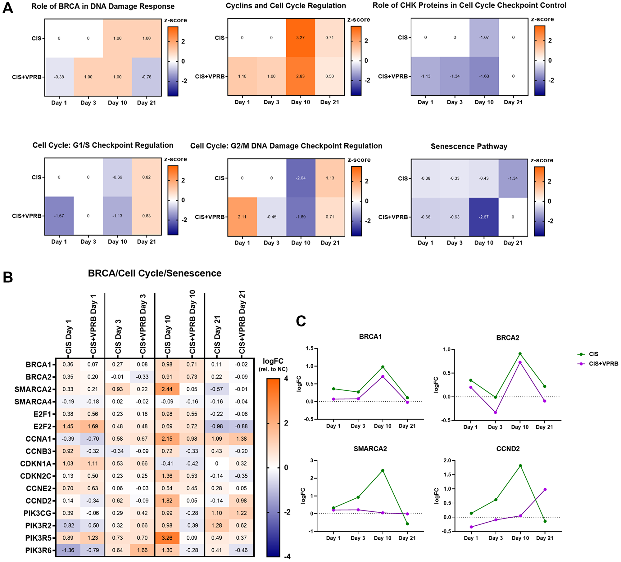 Cell cycle and DNA repair pathways in Calu6-FP6 models treated with cisplatin and veliparib