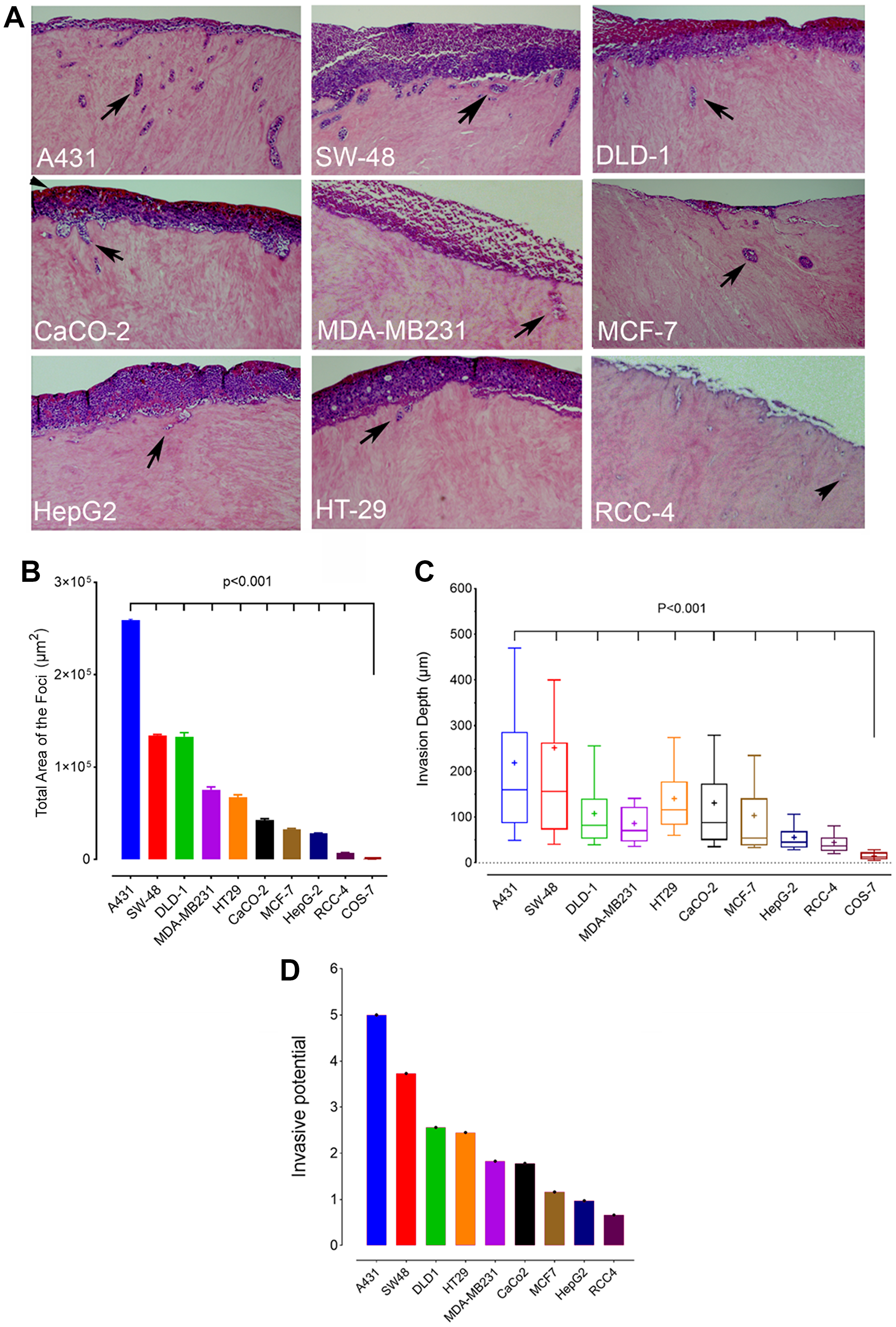 Invasion potential of different cancer cell lines