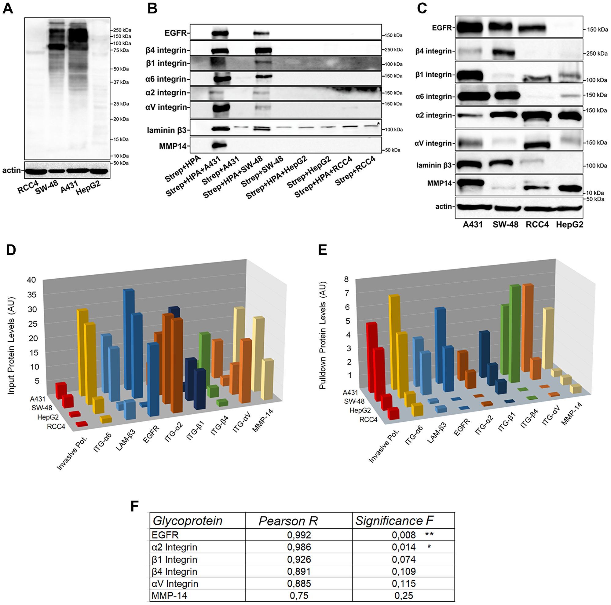 Identification of HPA binding glycoproteins and their comparison between highly and poorly invasive cancer cell types