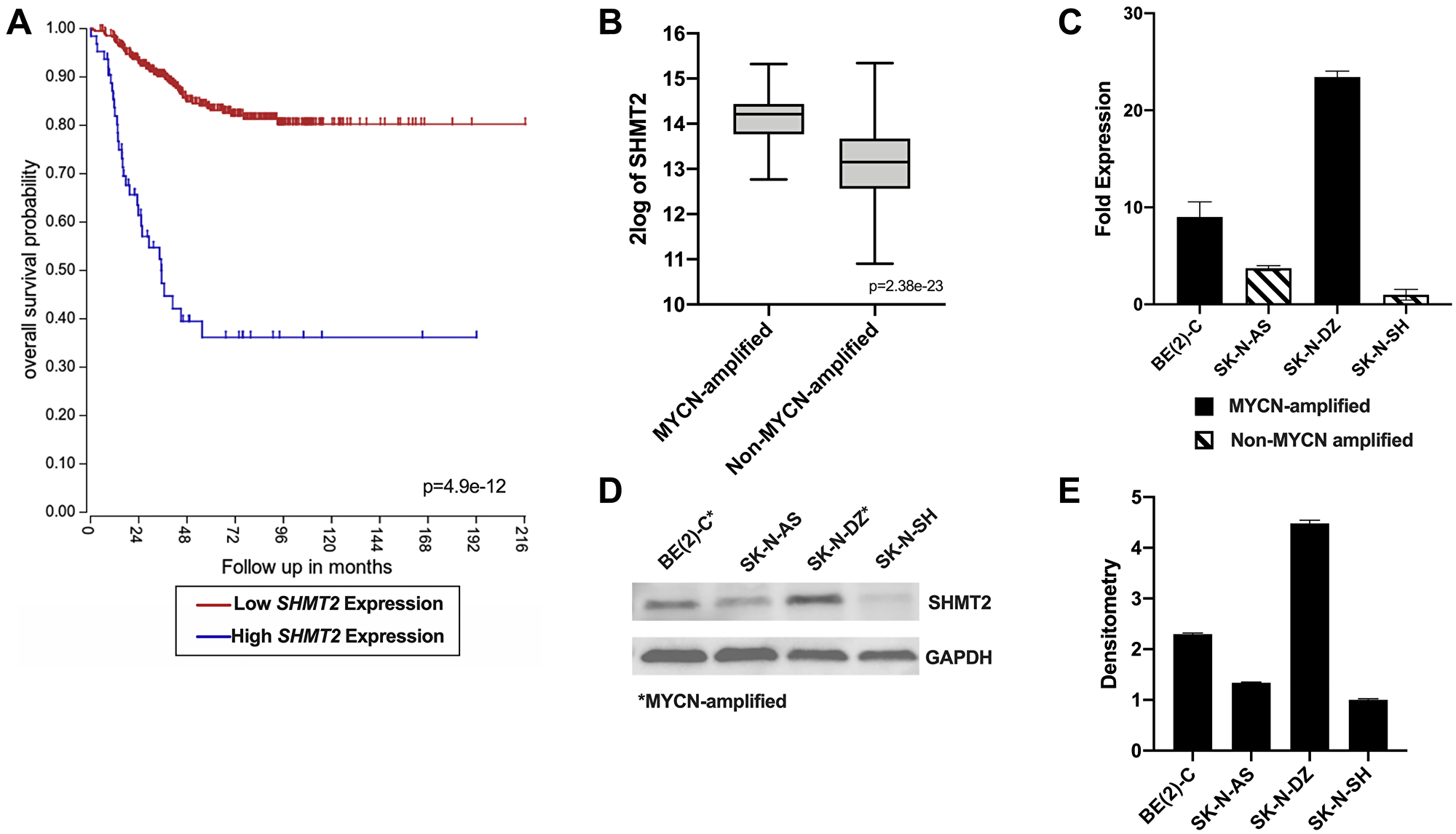SHMT2 gene expression is associated with decreased survival and MYCN amplification in neuroblastoma patients