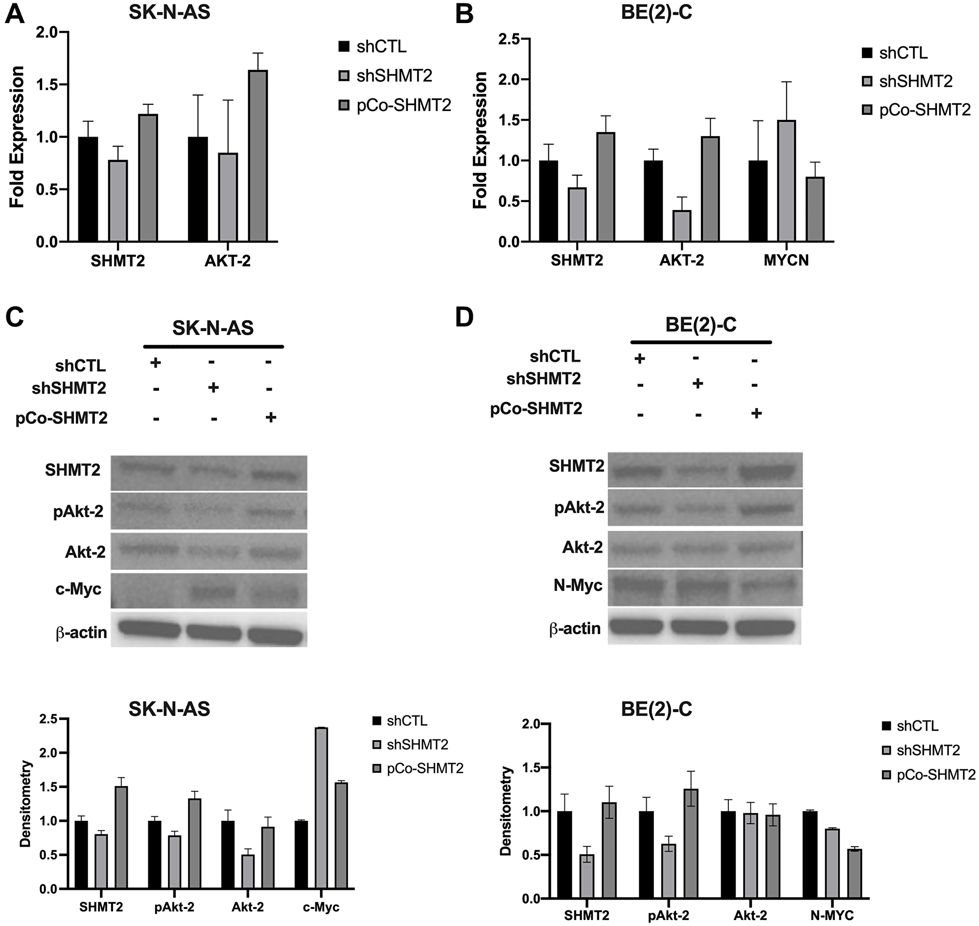 SHMT2 regulates N-MYC via decreased activation of Akt-2