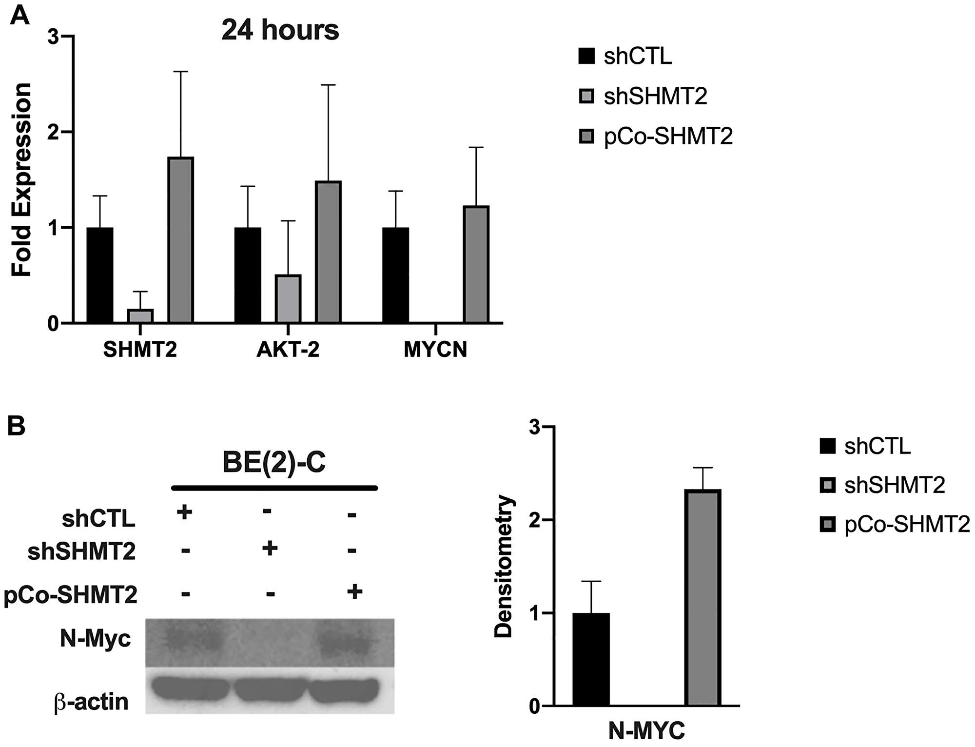 SHMT2 silencing inhibits MYCN mRNA and N-Myc protein expression at 24-hours