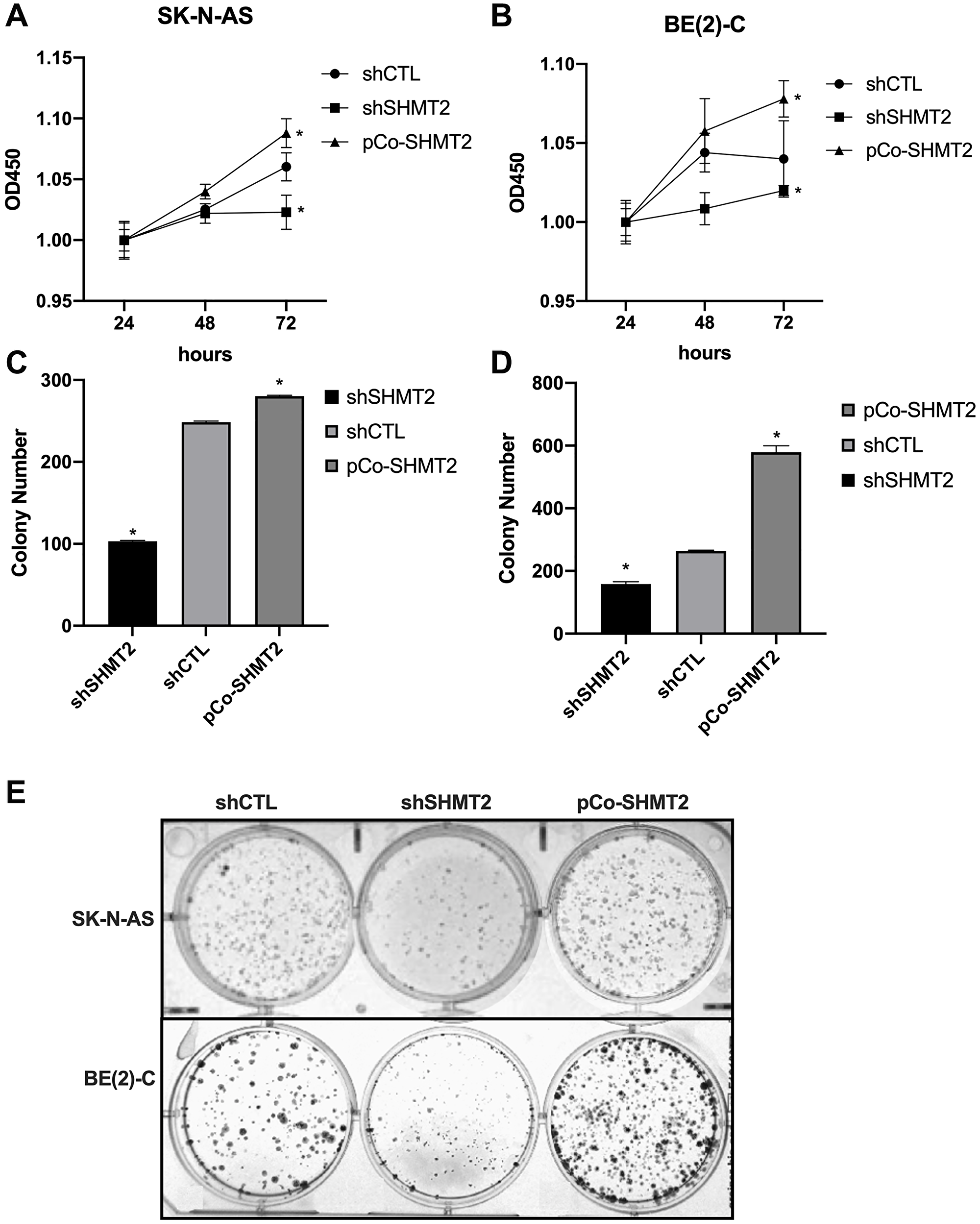 SHMT2 increases cellular proliferation and colony formation in vitro