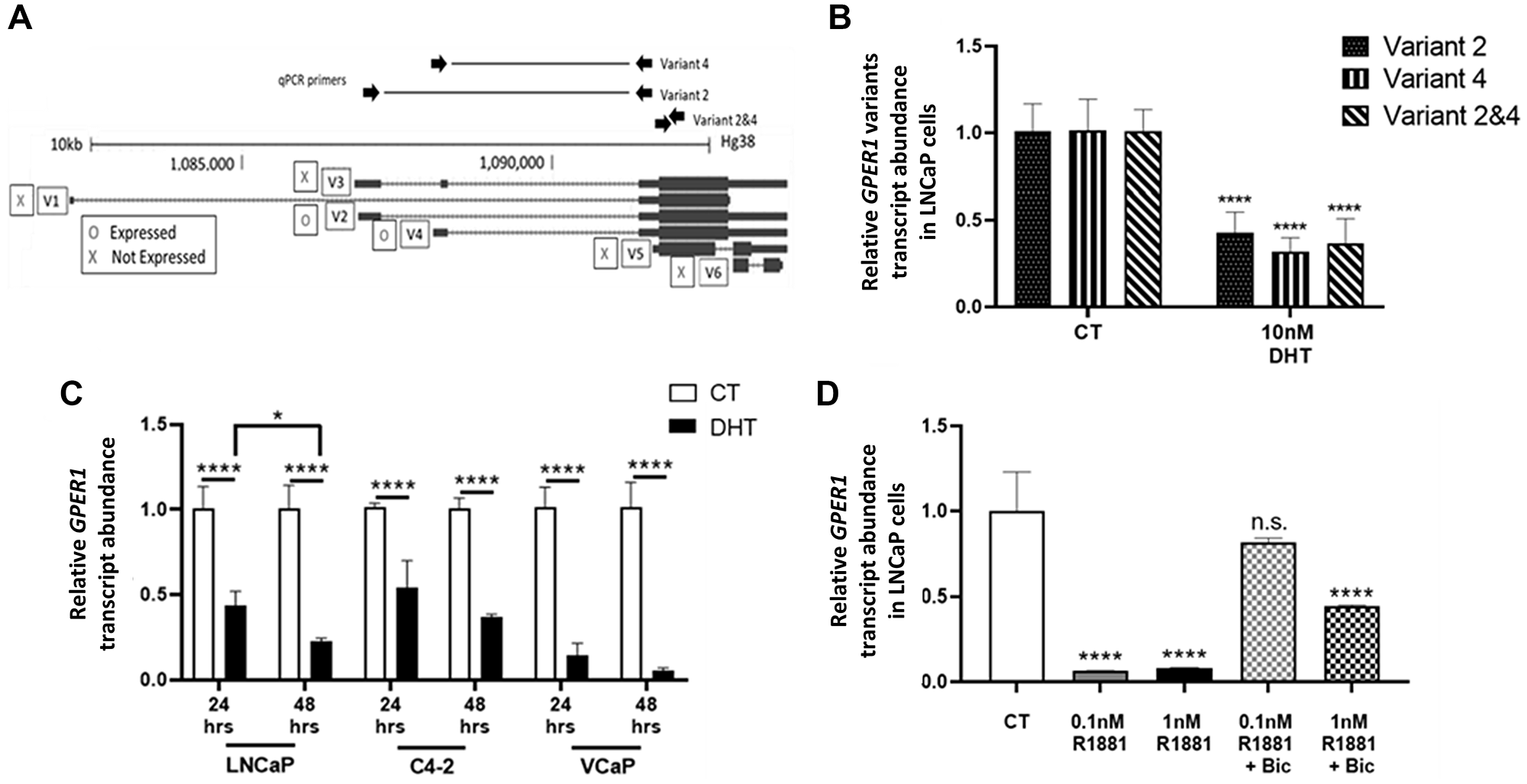 Androgen treatment represses GPER1 mRNA in AR positive PCa cell lines