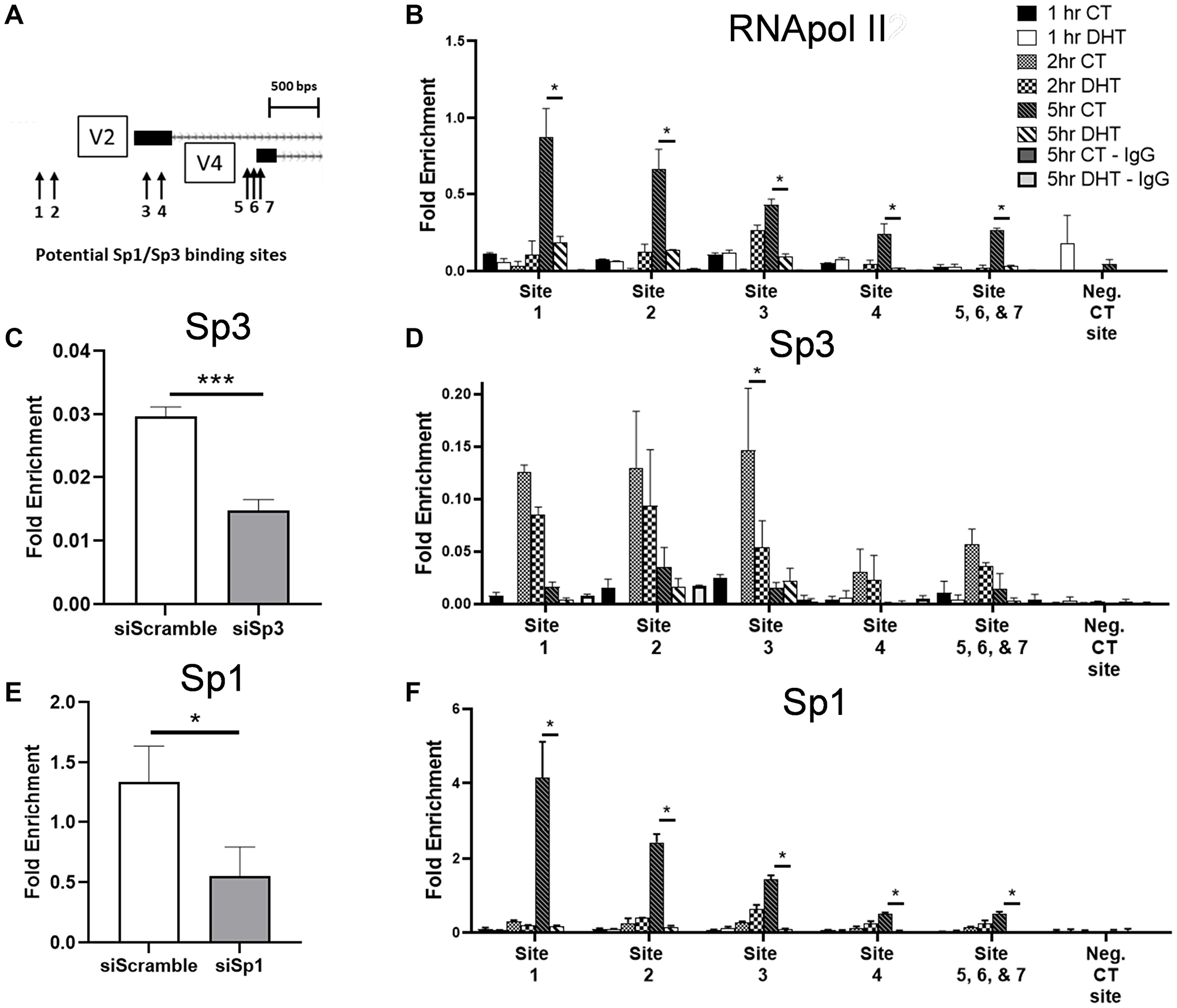 DHT treatment reduces Sp1, Sp3 and RNA pol II binding at the promoter of GPER1 following addition of complete media after low serum