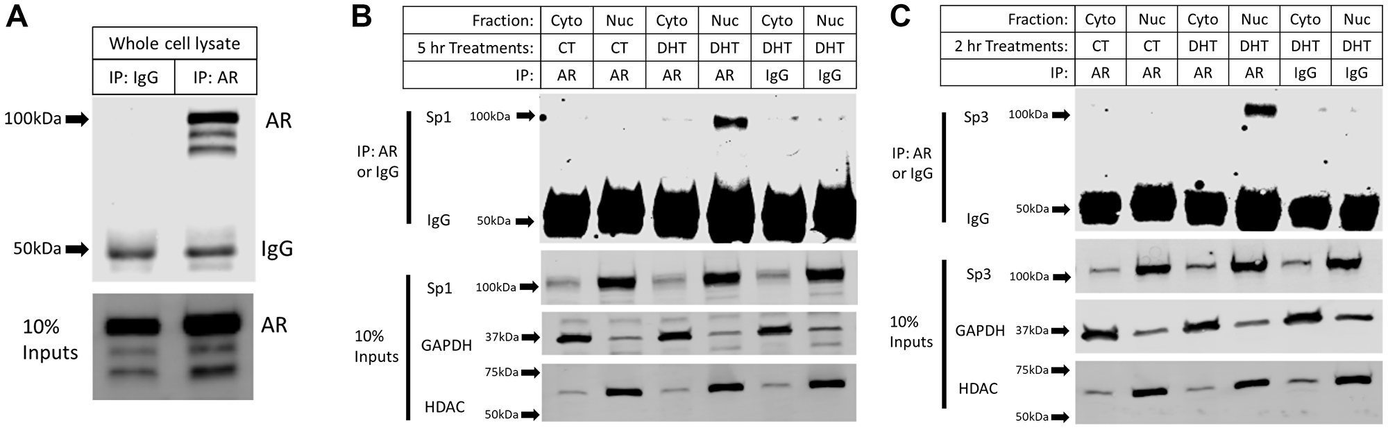 DHT treatment induces nuclear interactions between the AR with Sp1 and Sp3