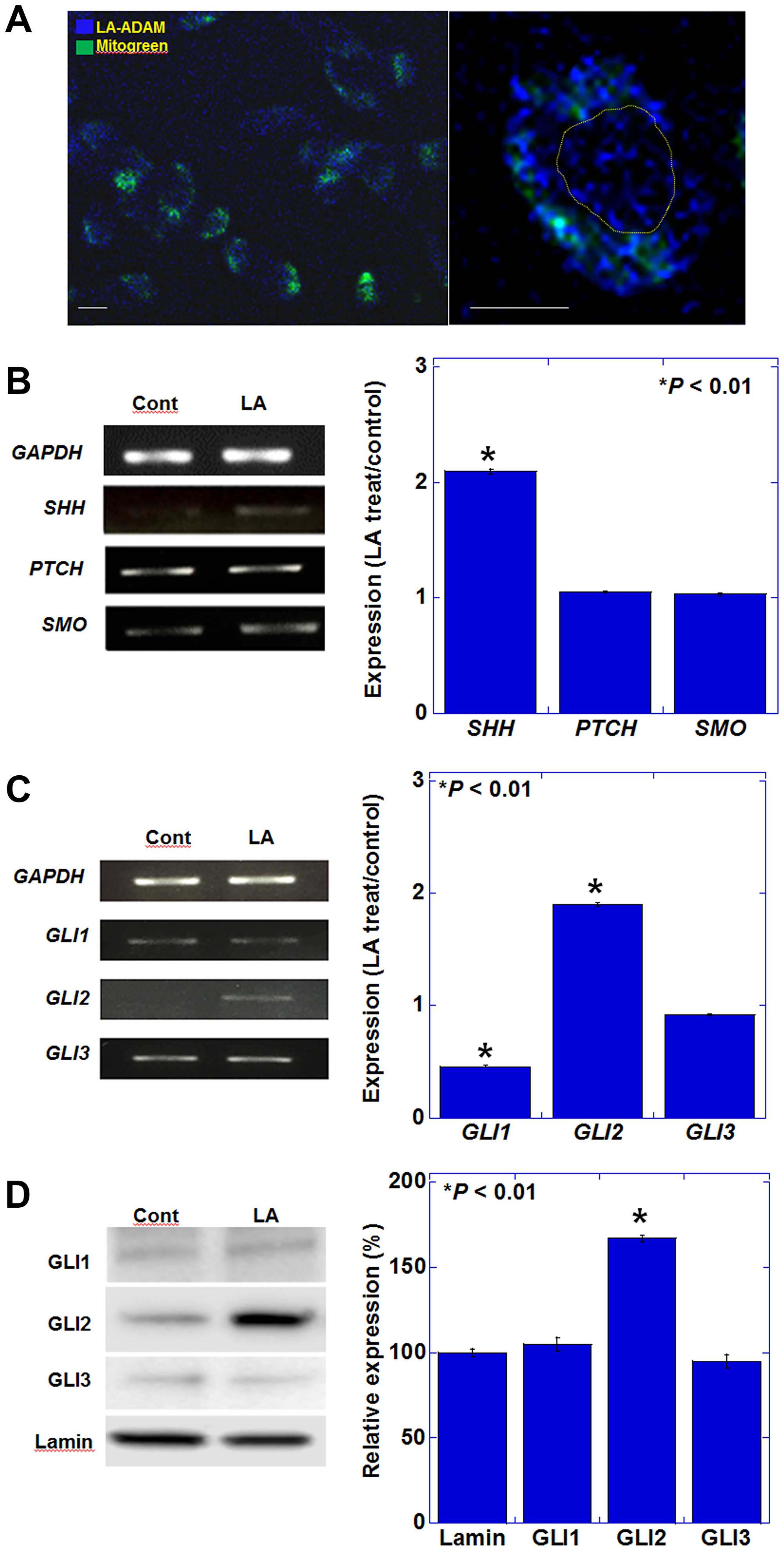 Effect of LA on the expression of genes encoding SHH pathway mediators in CT26 cells