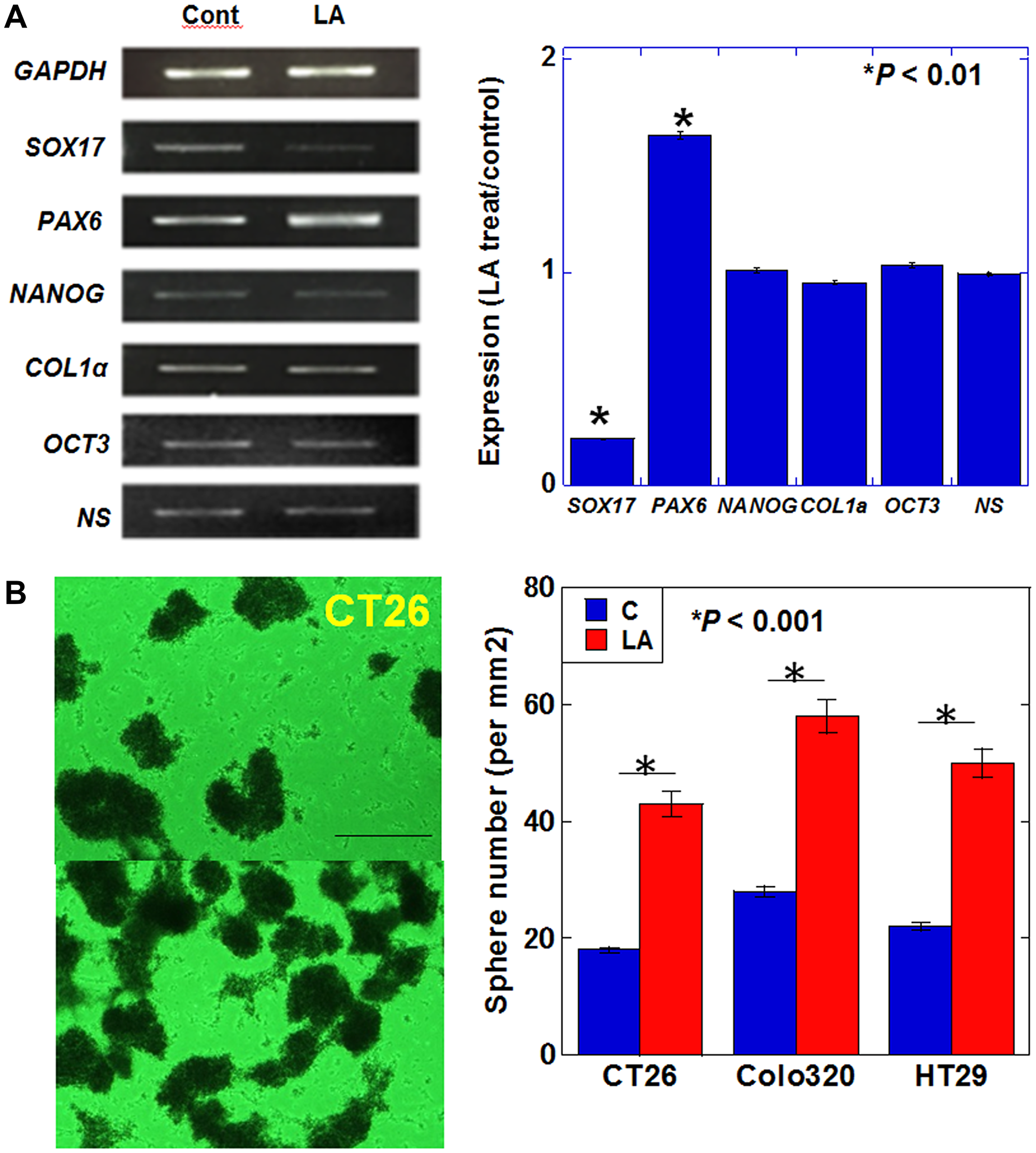 Effect of LA on stemness in CT26 cells