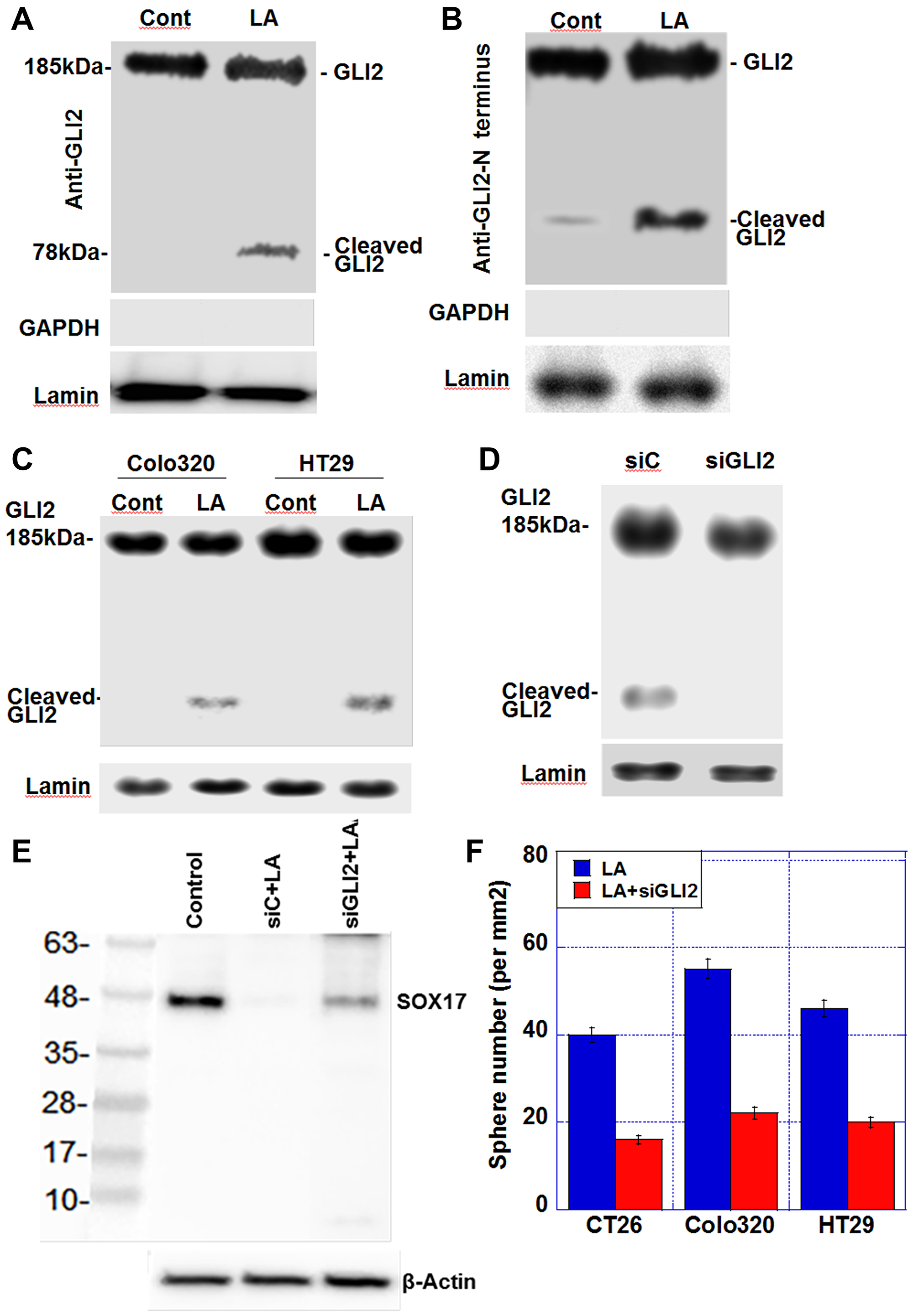 Effect of LA on generation of cleaved GLI2 in CT26 cells