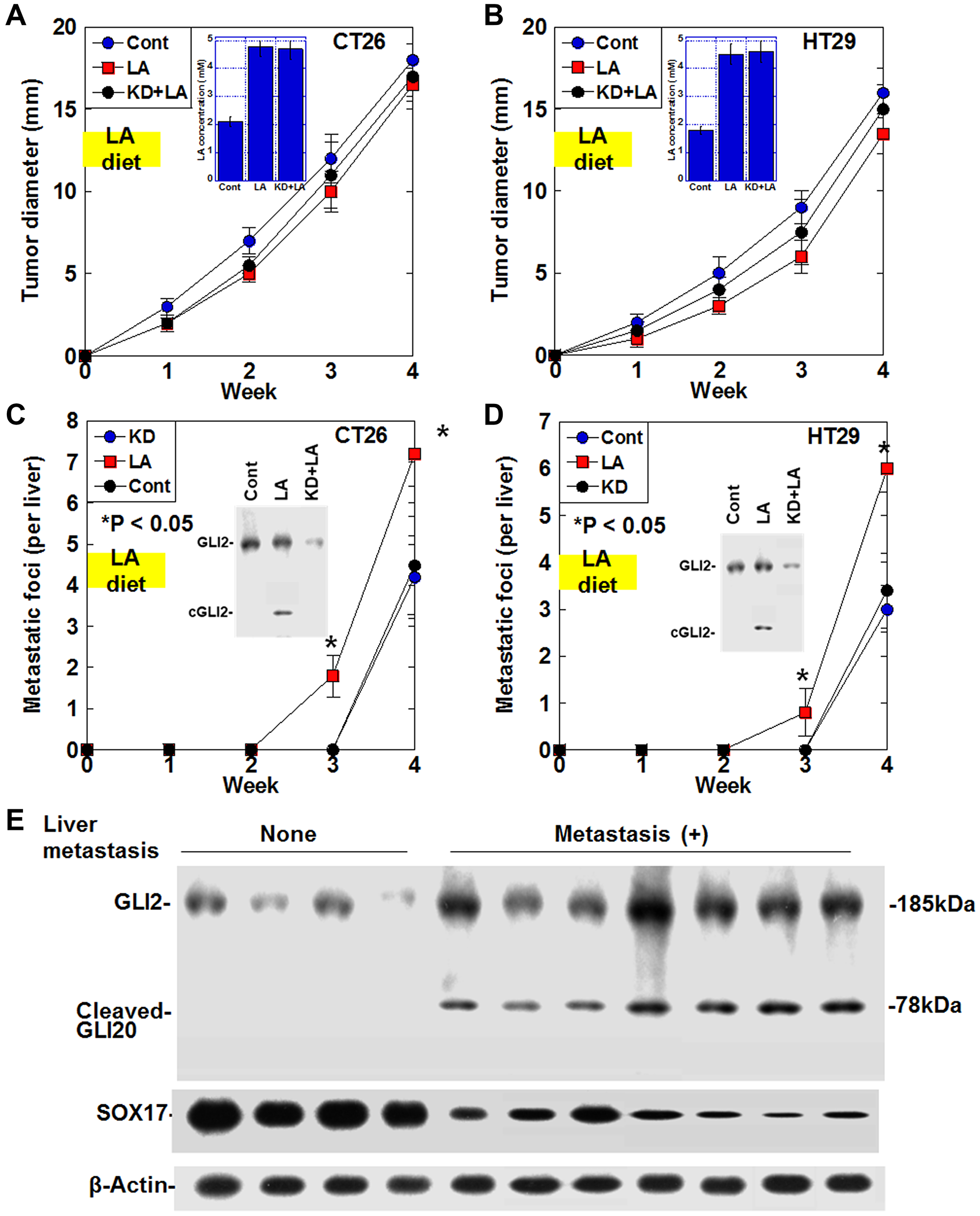 Effect of cleaved GLI2 fragment on liver metastasis in CRC