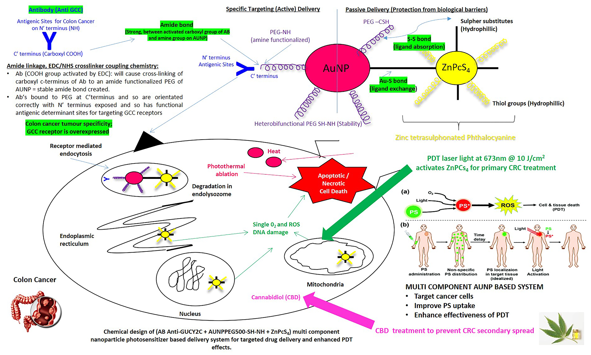Envisaged structure, bond formation and functioning of the synthesized actively targeted PS final nanobioconjugate: ZnPcS4–AuNP-PEG-SH-NH2–Anti-GCC Ab (FNBC)