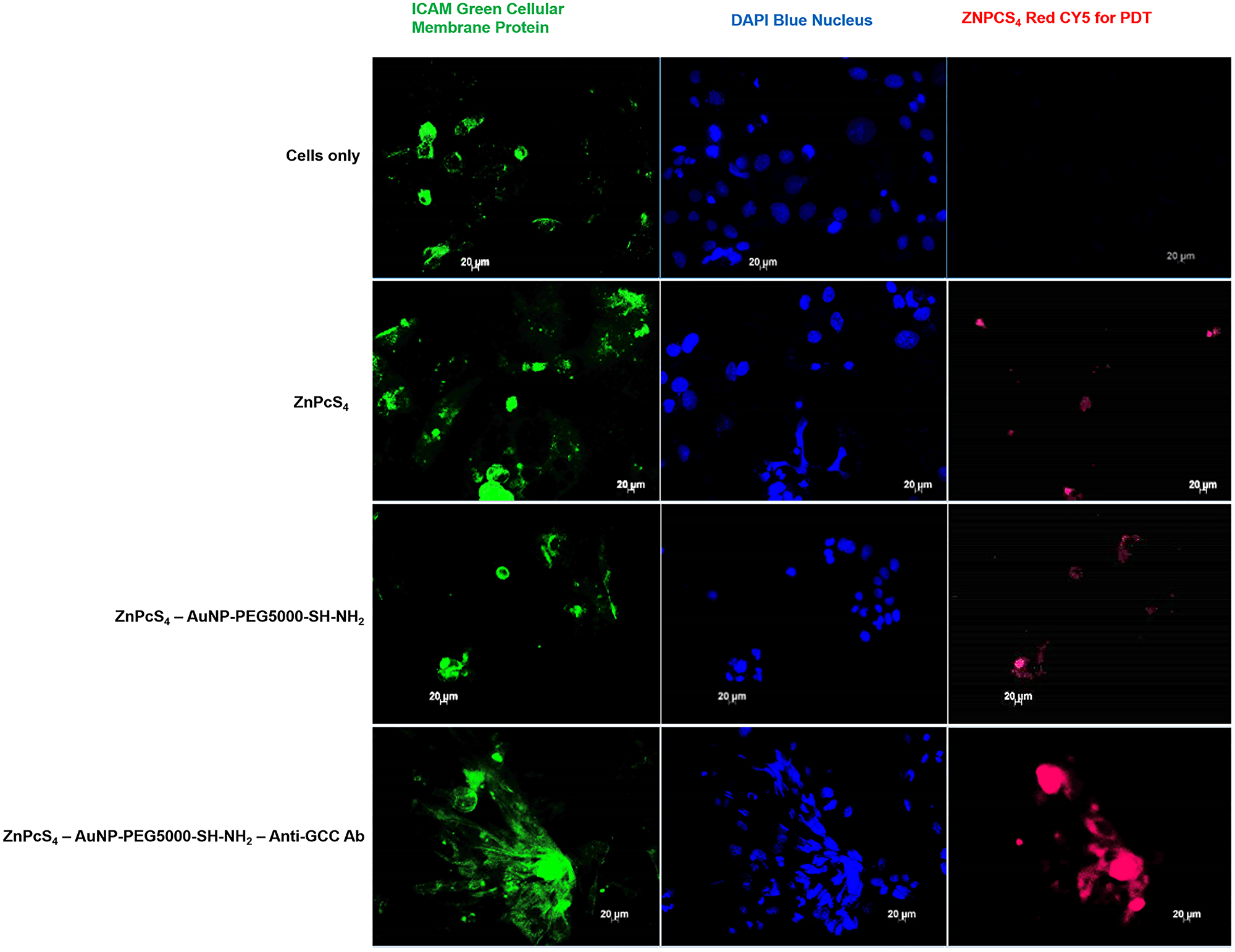 Subcellular localization comparison of ZnPcS4 PS uptake in CaCo-2 cells, treated with ZnPcS4 PS alone, PS-AuNP and FNBC after 24 h of incubation