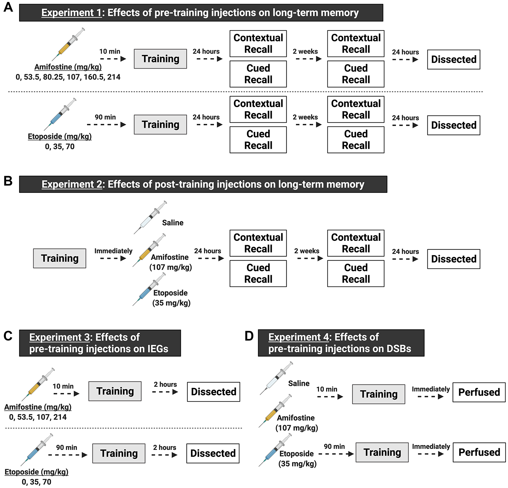 Schematic of the experimental design, made with https://biorender.com