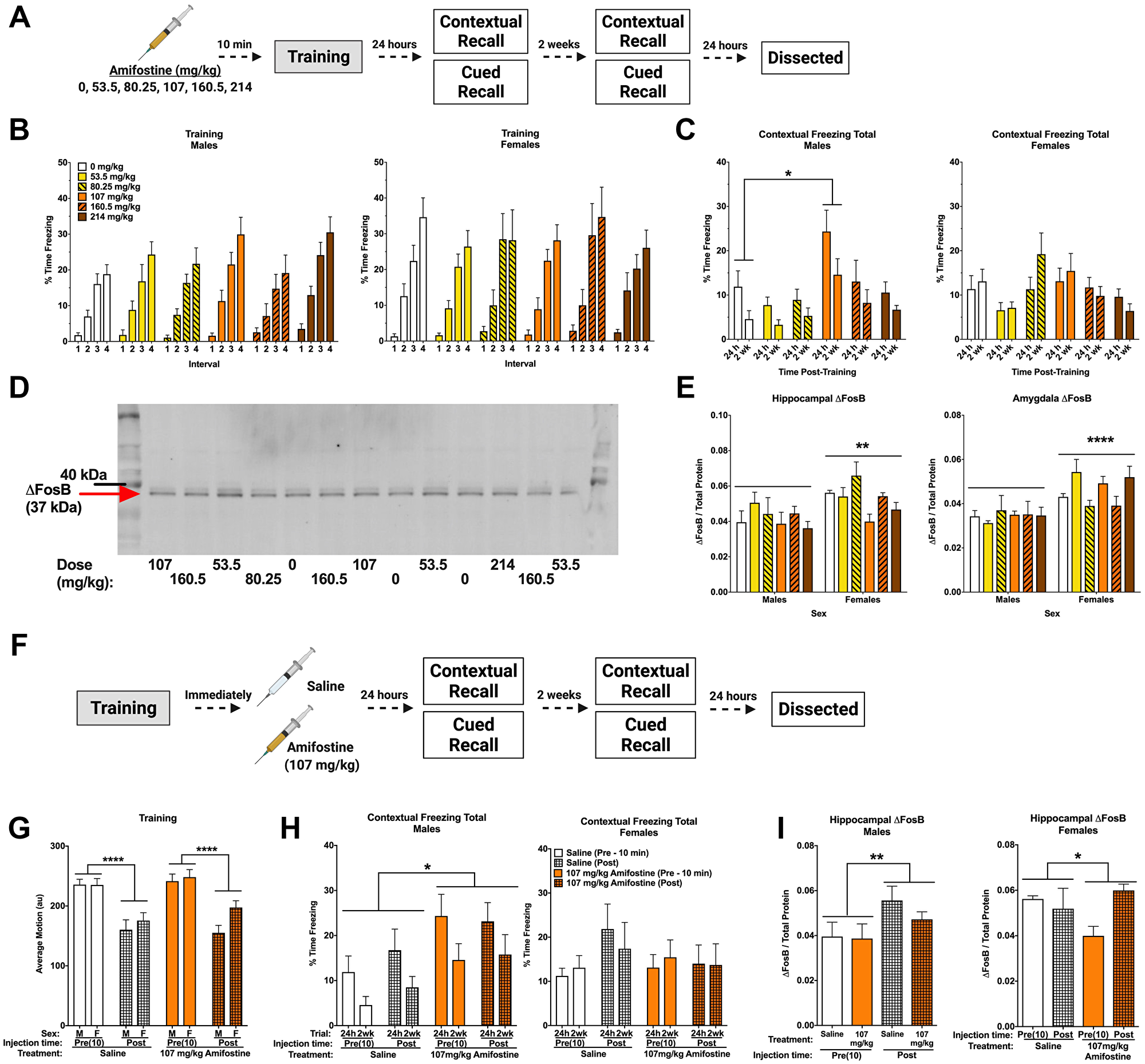 Pre- and post-training injections of amifostine lead to long-term increases in contextual freezing in males