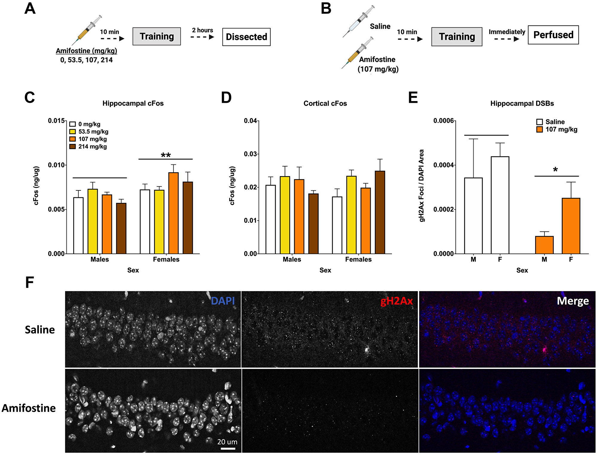 Amifostine decreases hippocampal DSBs but not cFos