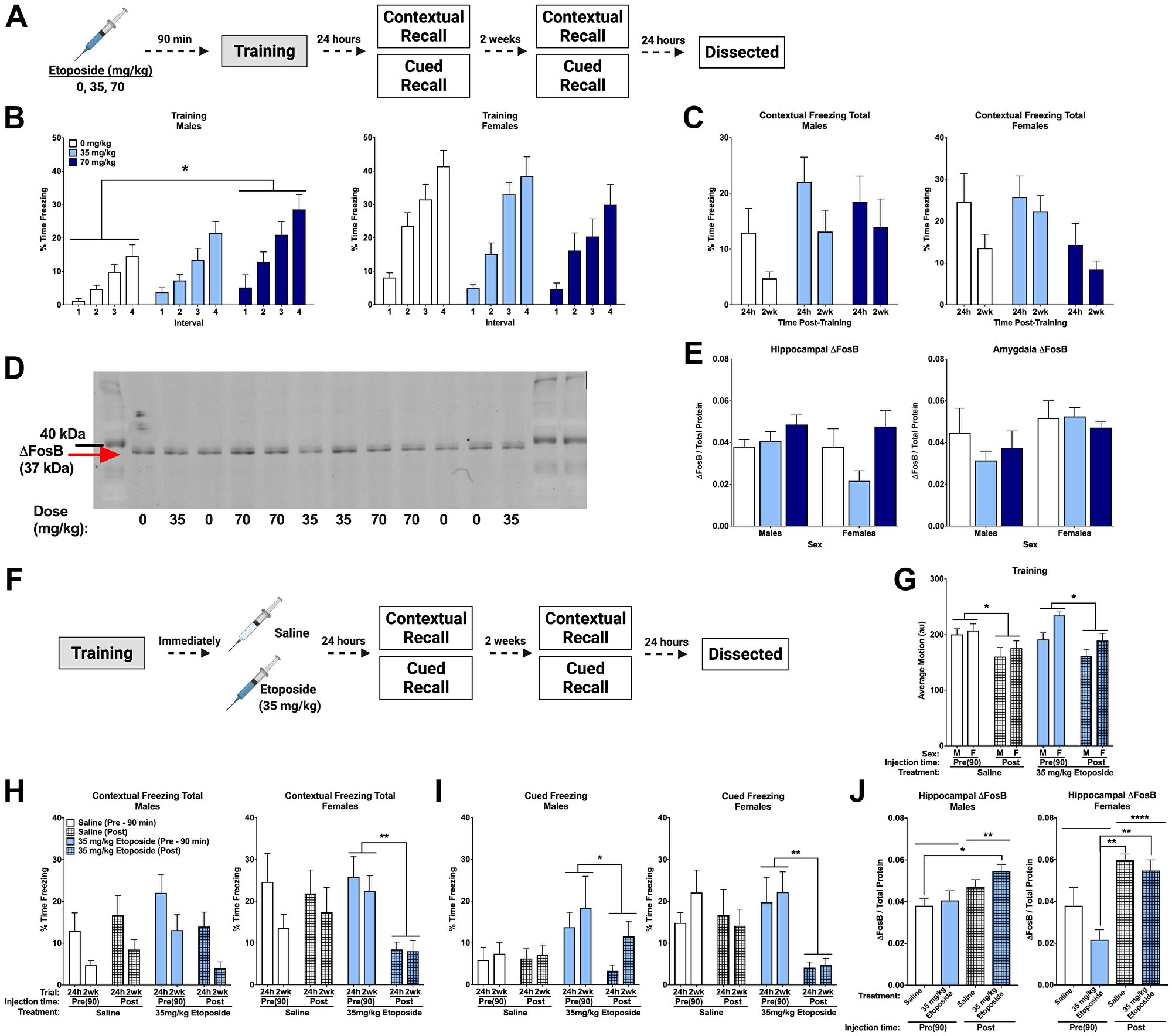 Post-training injections of etoposide lead to long-term decreases in contextual and cued freezing in females