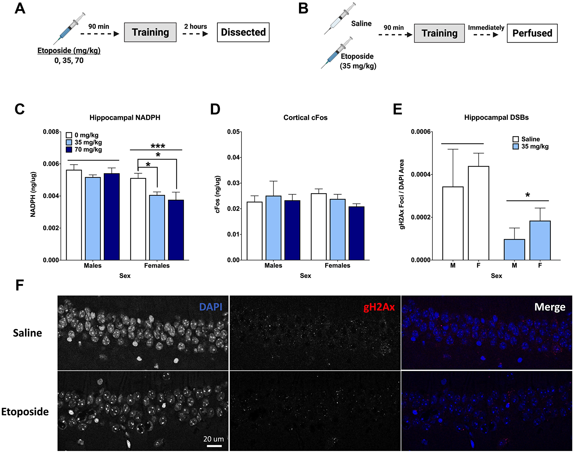 Etoposide decreases hippocampal γH2Ax, hippocampal NADPH, and cortical cFos in a sex-dependent manner