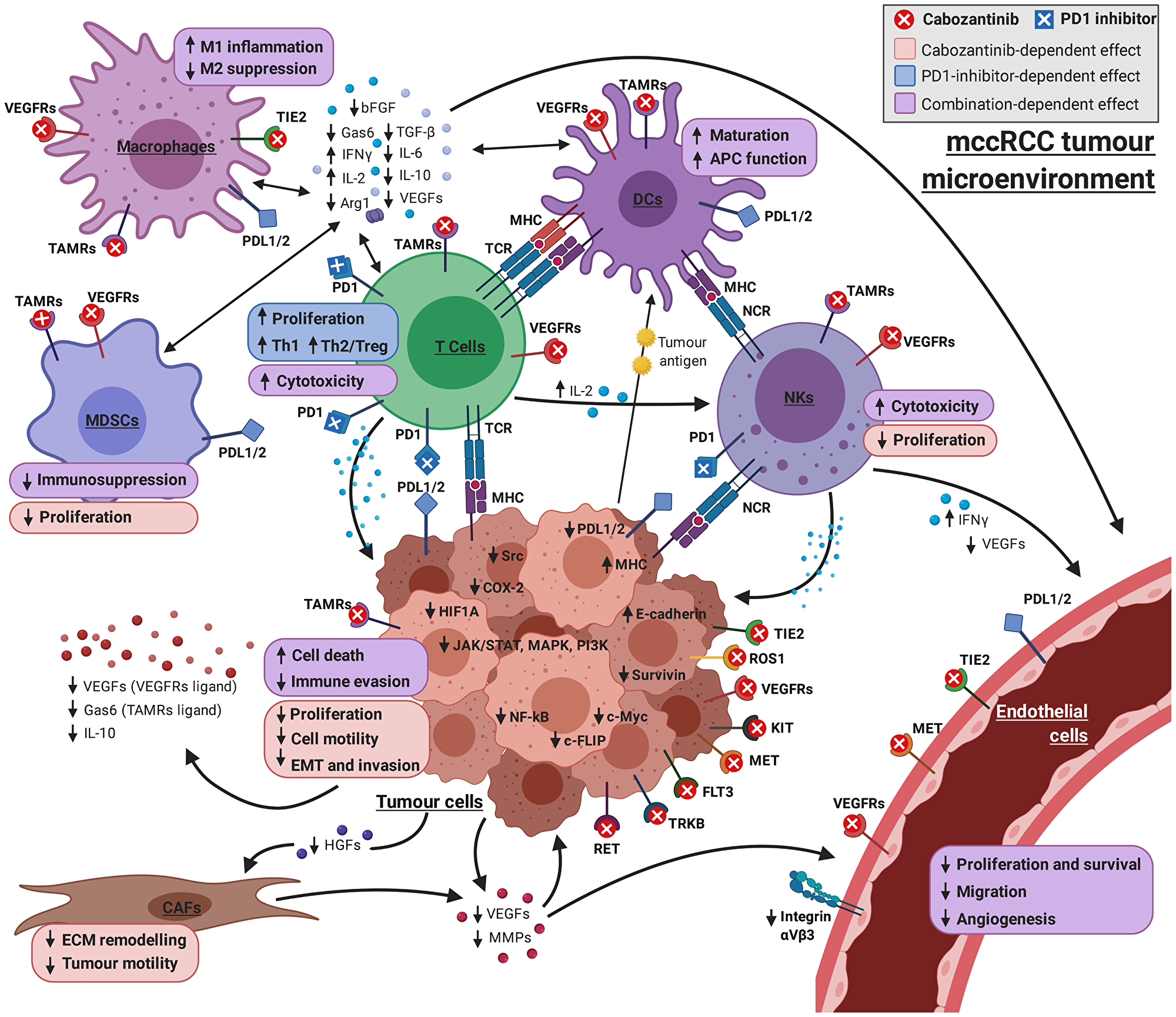 Graphical overview of the mechanism of cabozantinib + PD1 inhibitor on the complex interplay between the cell types involved in mRCC pathogenesis