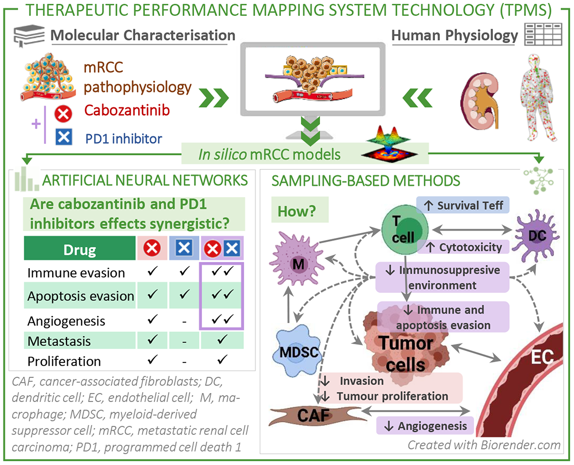 Study overview: We applied systems biology-based machine learning methods to the mRCC environment to find a molecular explanation to the observed synergistic antitumour effect of the combination treatment comprising cabozantinib plus a PD1 inhibitor