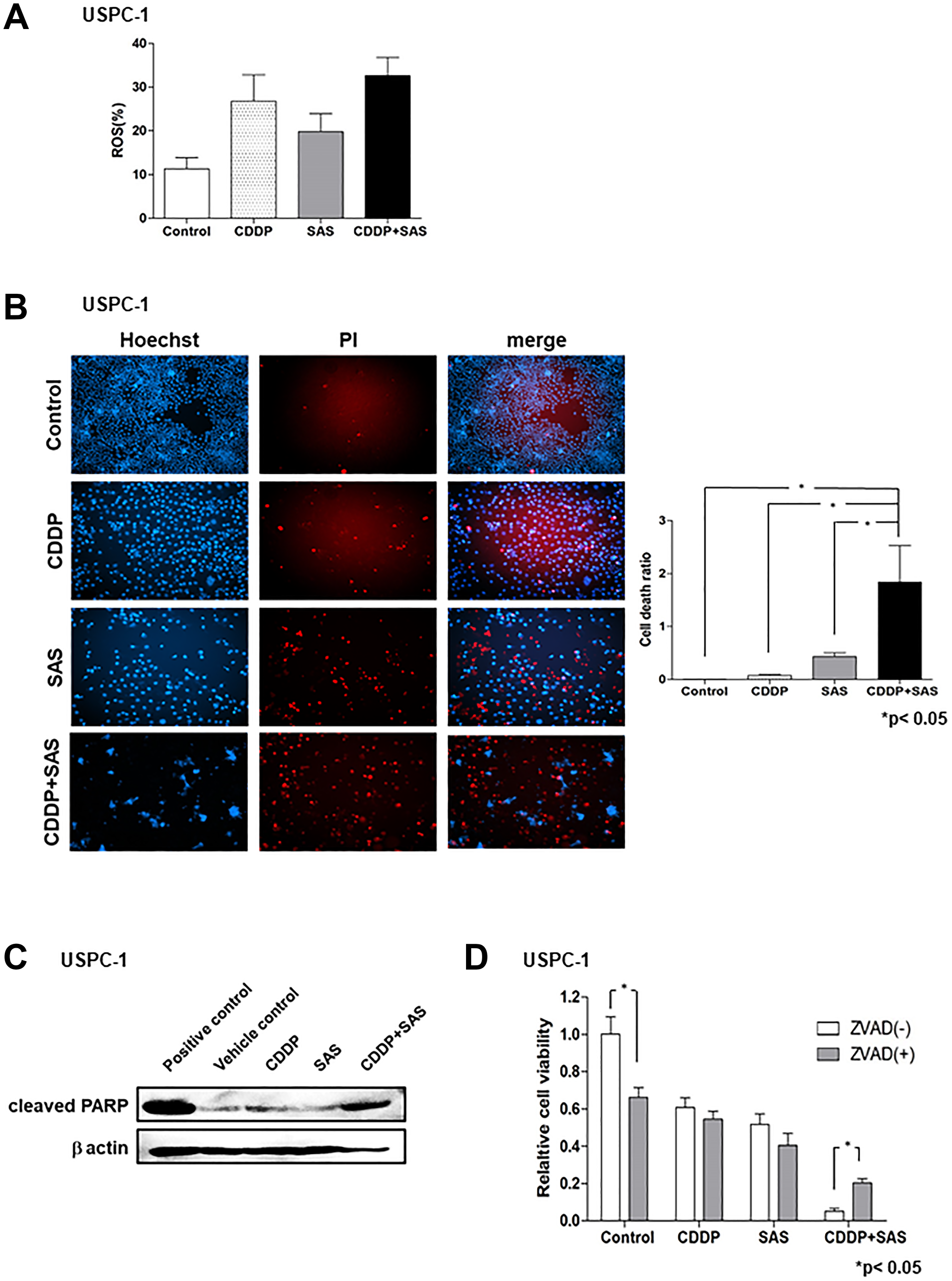 Sulfasalazine (SAS) plus cisplatin (CDDP) accumulate reactive oxygen species (ROS) and induces apoptosis