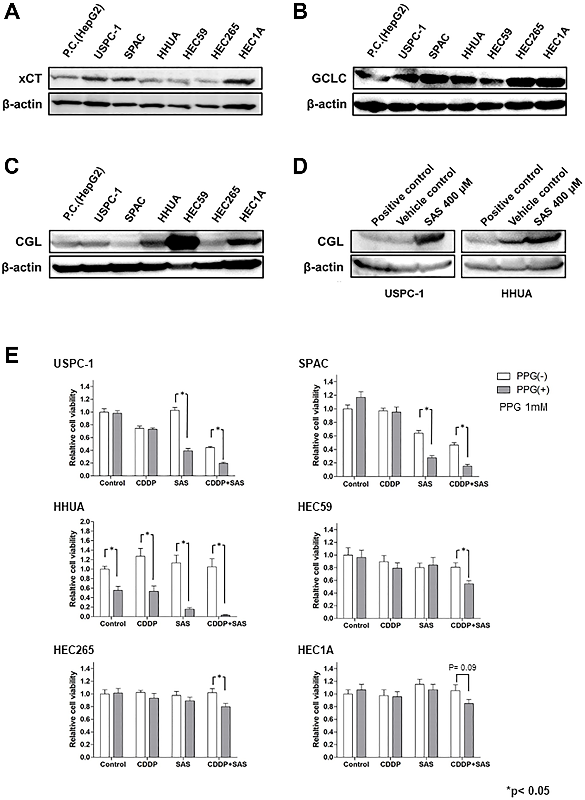 The glutathione (GSH) synthesis pathway is associated with the effect of Sulfasalazine (SAS)