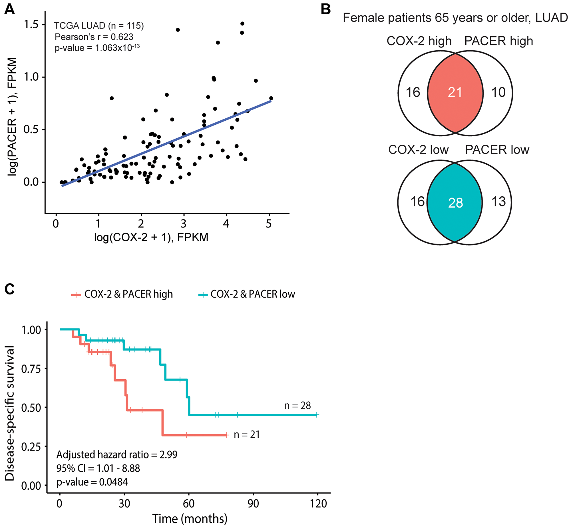 COX-2 and PACER coordinate expression contribute to significant survival differences in a subset of older female patients with lung adenocarcinoma (LUAD)
