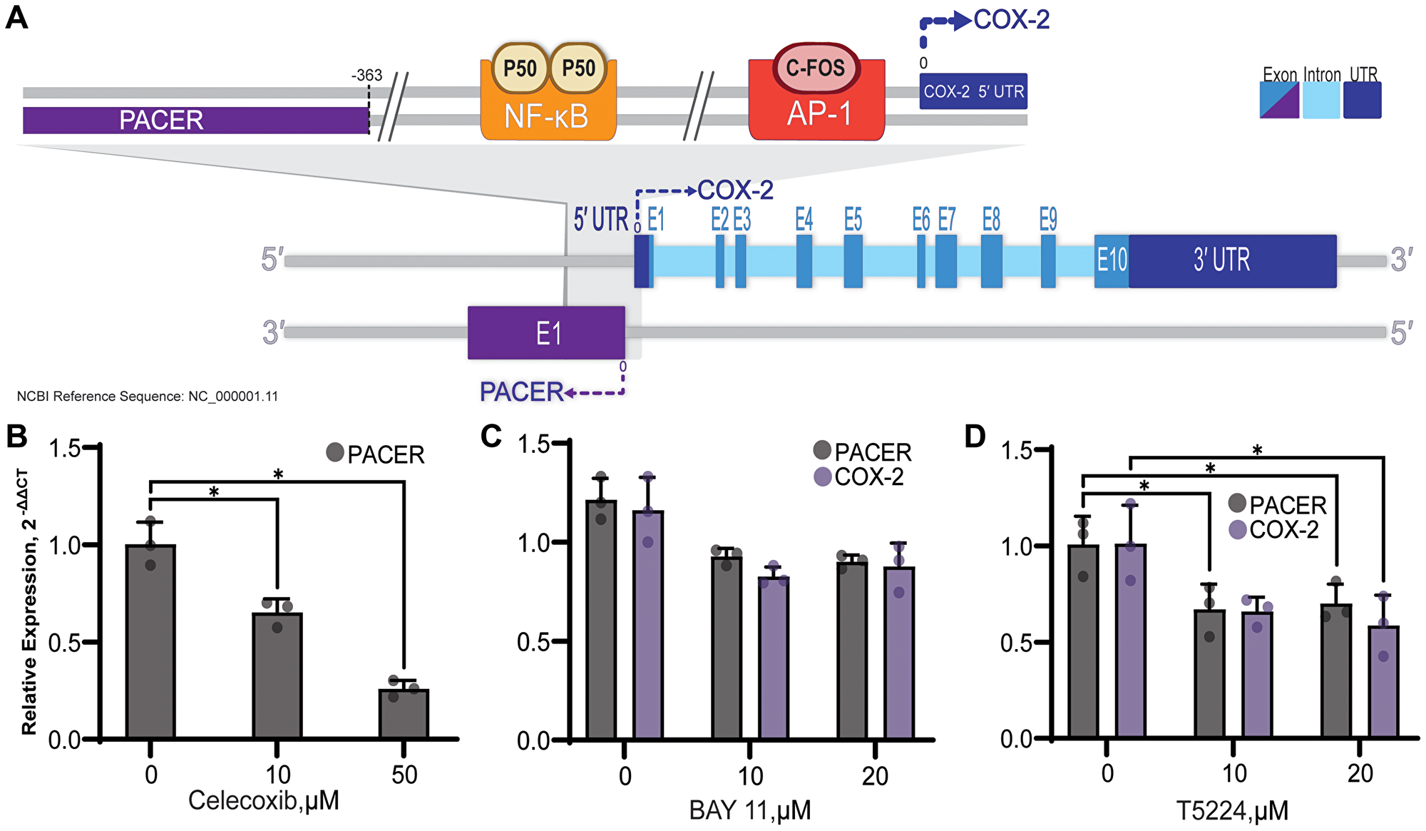 Diagram of PACER and COX-2 genes and promotor