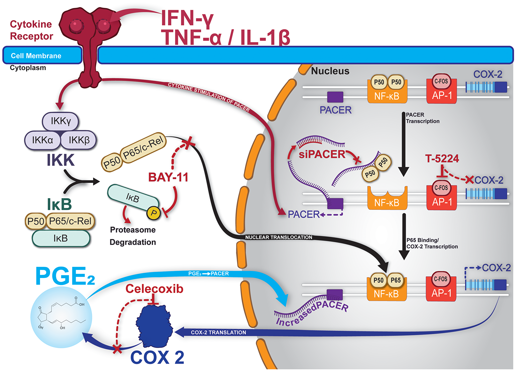 Graphical summary and model of PACER in lung cancer cells