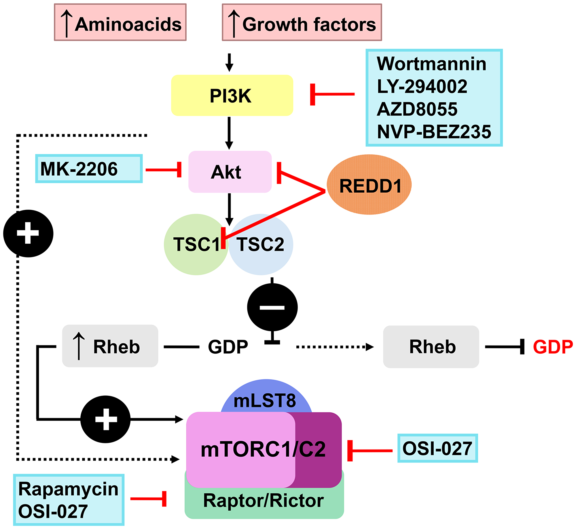 Putative REDD1 inhibitors from the PI3K/Akt/mTOR modulators class
