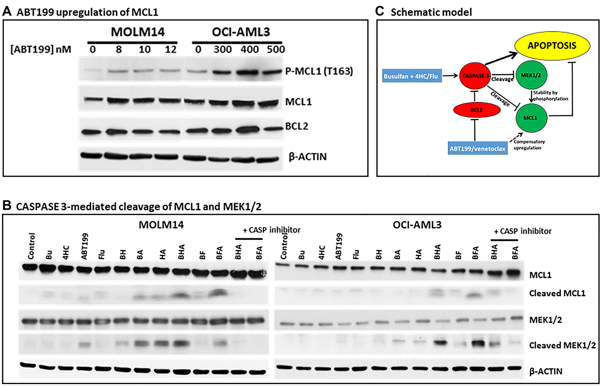 Effect of drugs, alone or in combination, on MCL1 and MEK1/2 cleavage