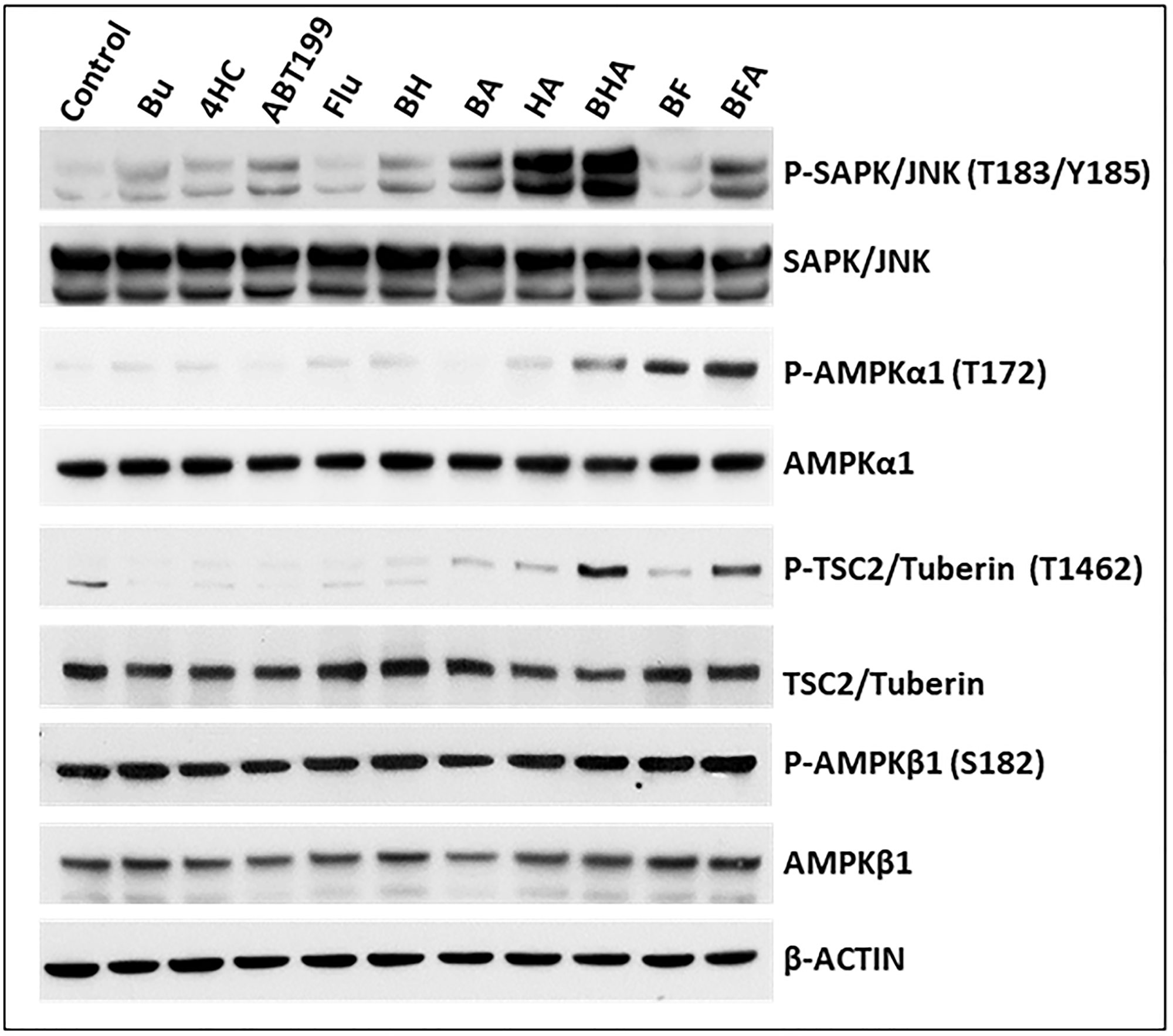 Effect of drugs, alone or in combination, on the status of various proteins involved in stress-activated signaling pathways