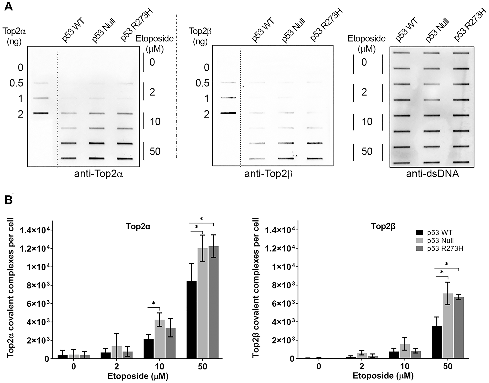 p53 functional status influences etoposide - induced Top2-DNA complexes