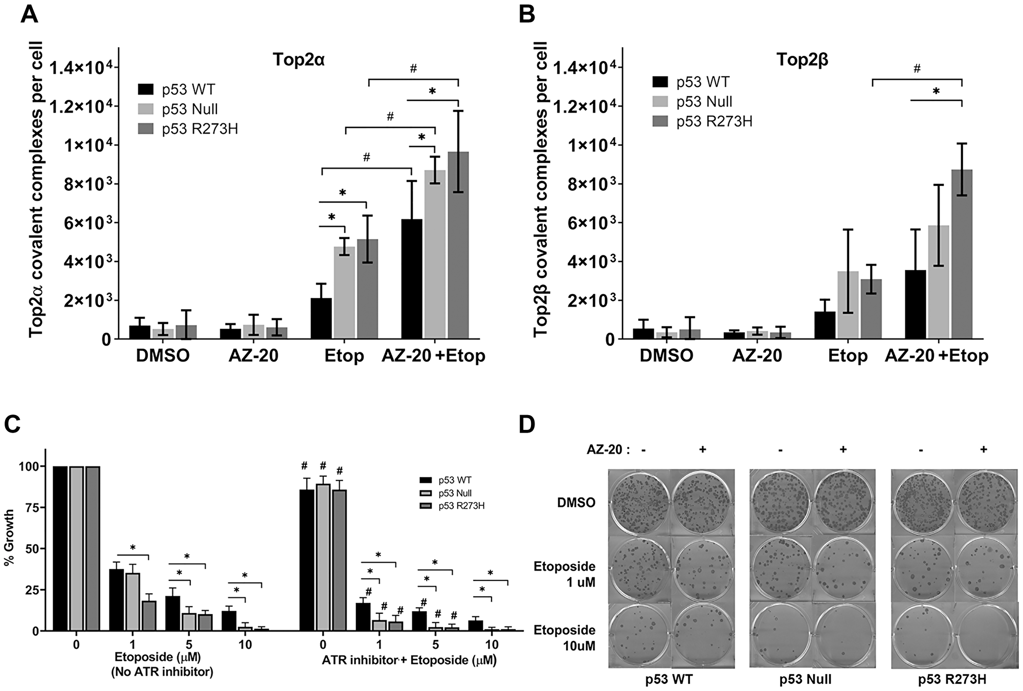 ATR inhibitor AZ-20 generates elevated levels of Top2cc in isogenic HCT116 p53 WT, Null and R273H cell lines