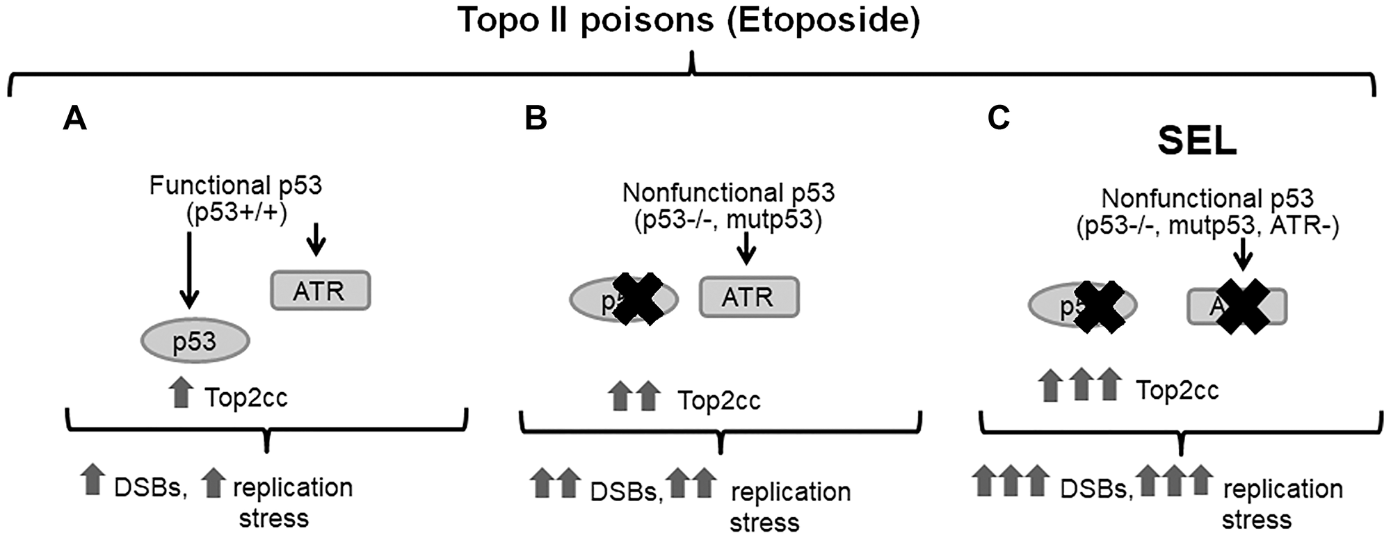 The synthetic lethal interaction between ATR and the p53 pathway in cells exposed to topoisomerase II inhibitor etoposide