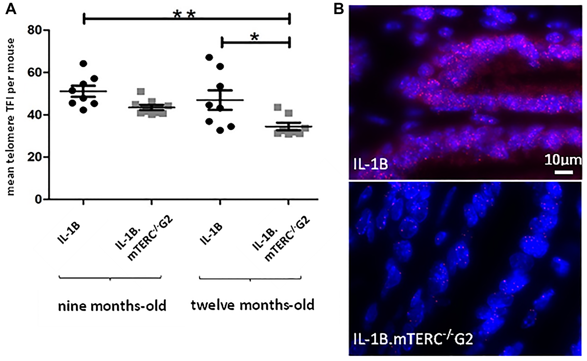 Murine telomere analysis