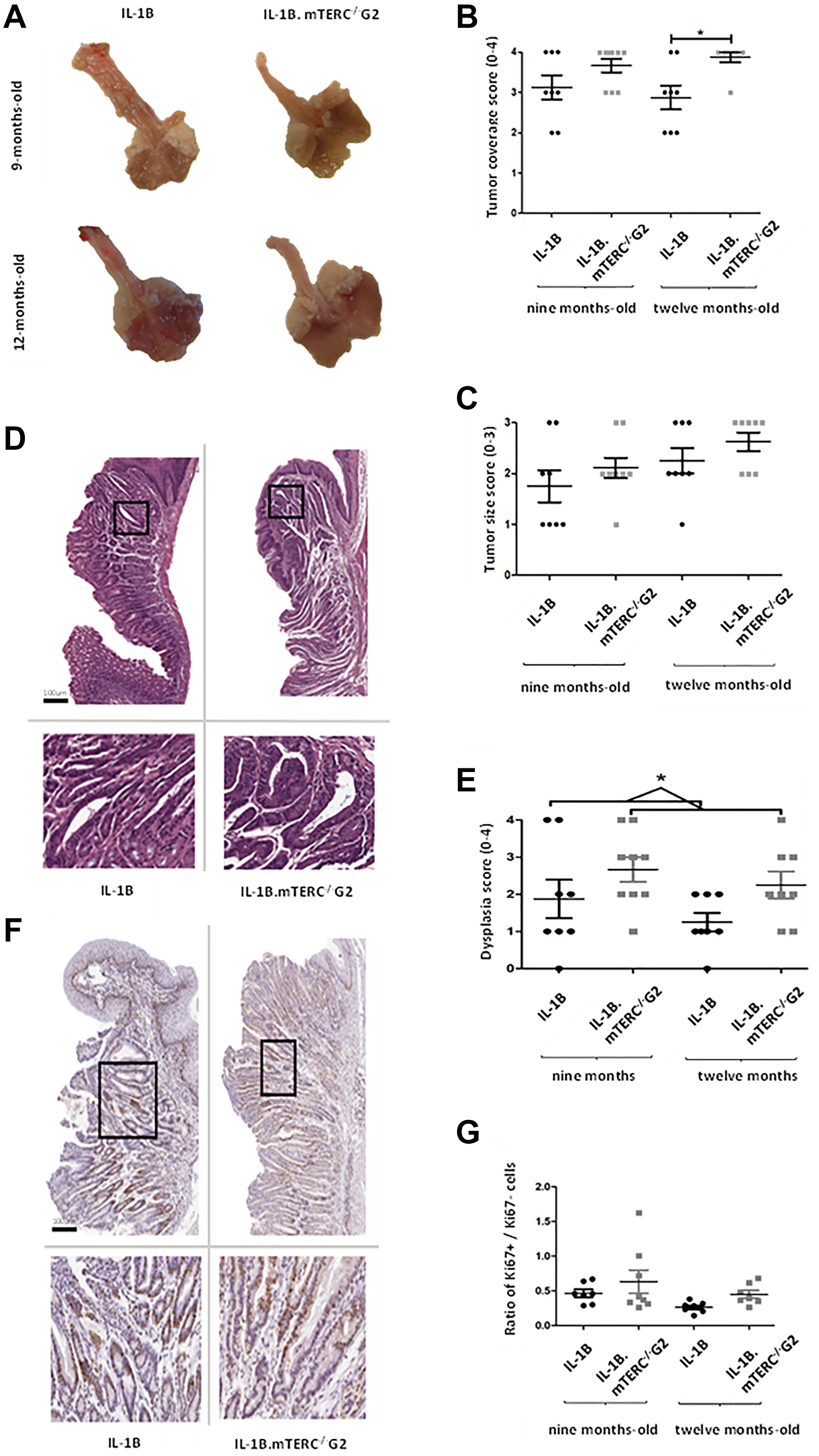 Macroscopic and microscopic comparison of murine tumors