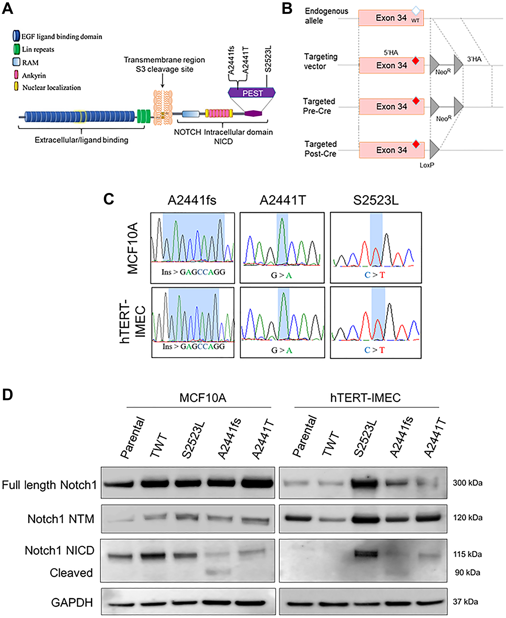 NOTCH1 isogenic cell panel in nontumorigenic breast epithelial cells