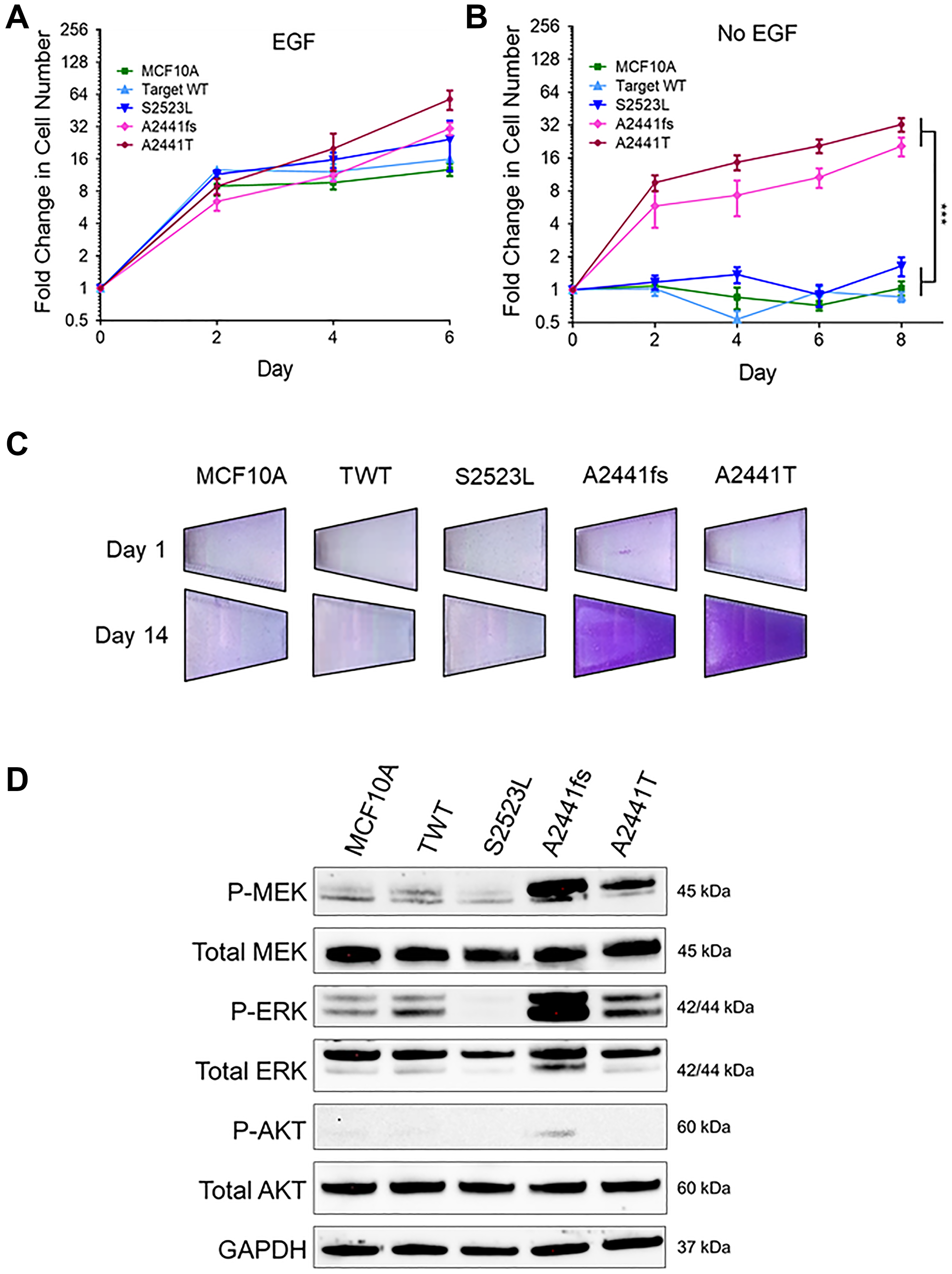 Some NOTCH1 PEST domain variants lead to growth-factor independent proliferation