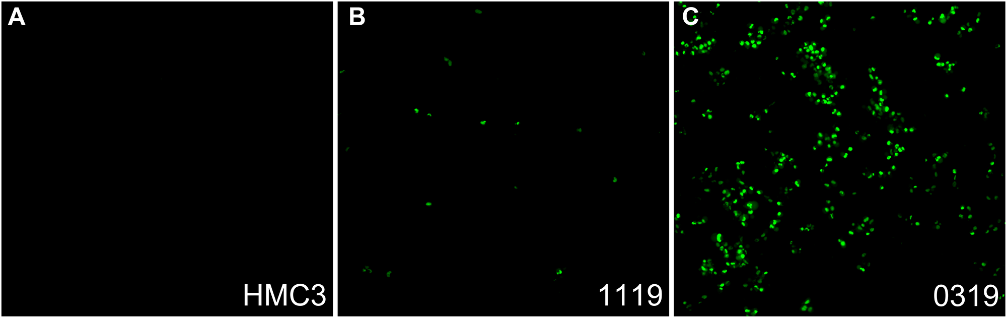 Caspase activity of glioma cells in ECM-SF spiked media