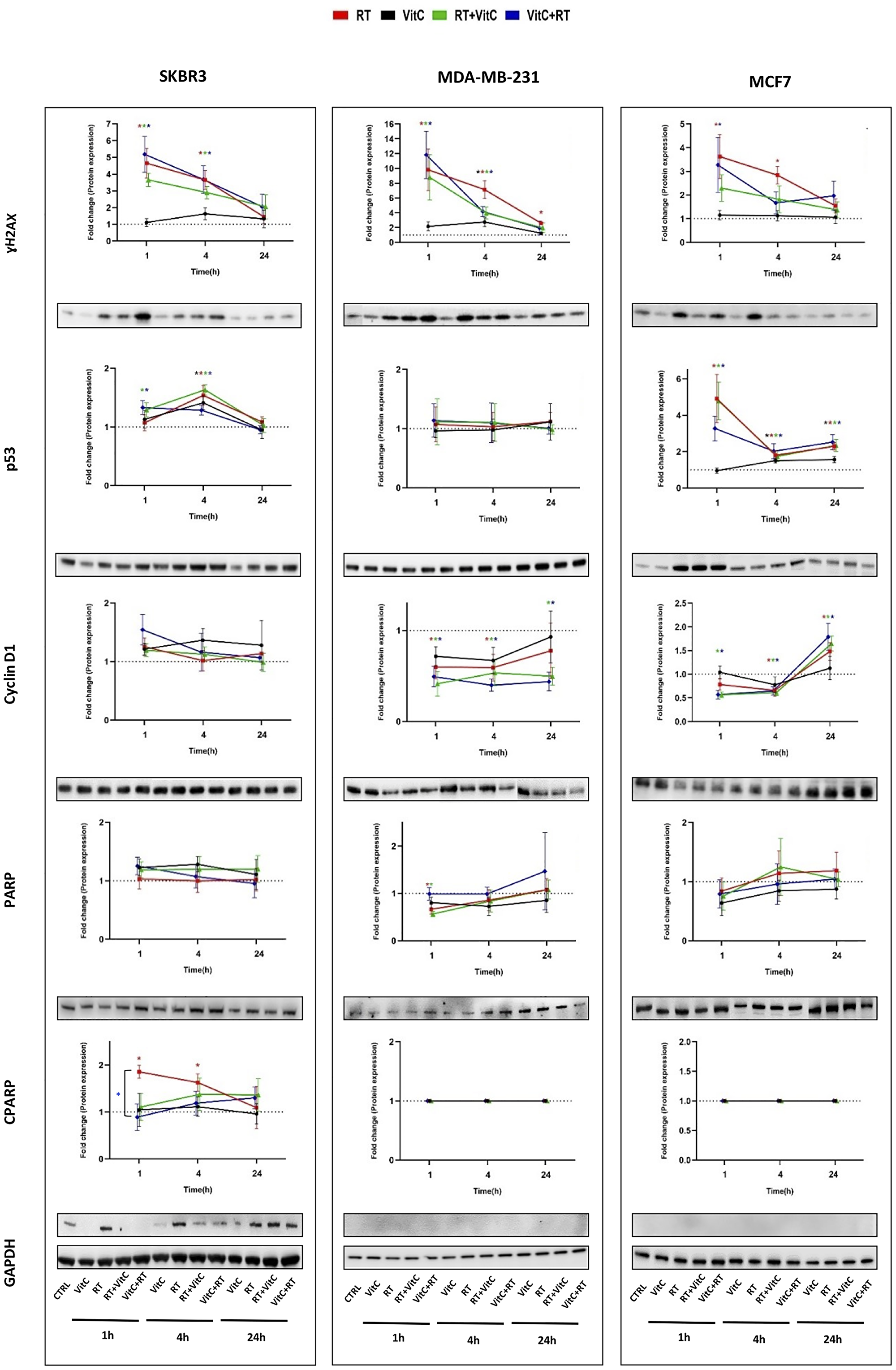 Protein expression of γH2AX, P53, CyclinD1, PARP, and cleaved PARP detected by Western blot in breast cancer cells treated with VitC and/or irradiation