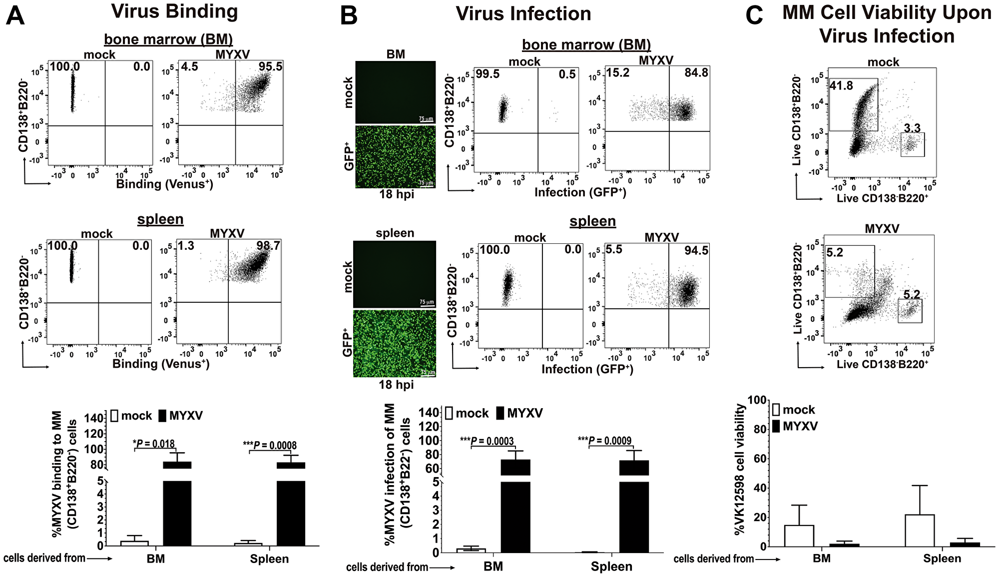 Murine BOR-resistant Vk12598 myeloma cells are susceptible to MYXV binding and infection in vitro