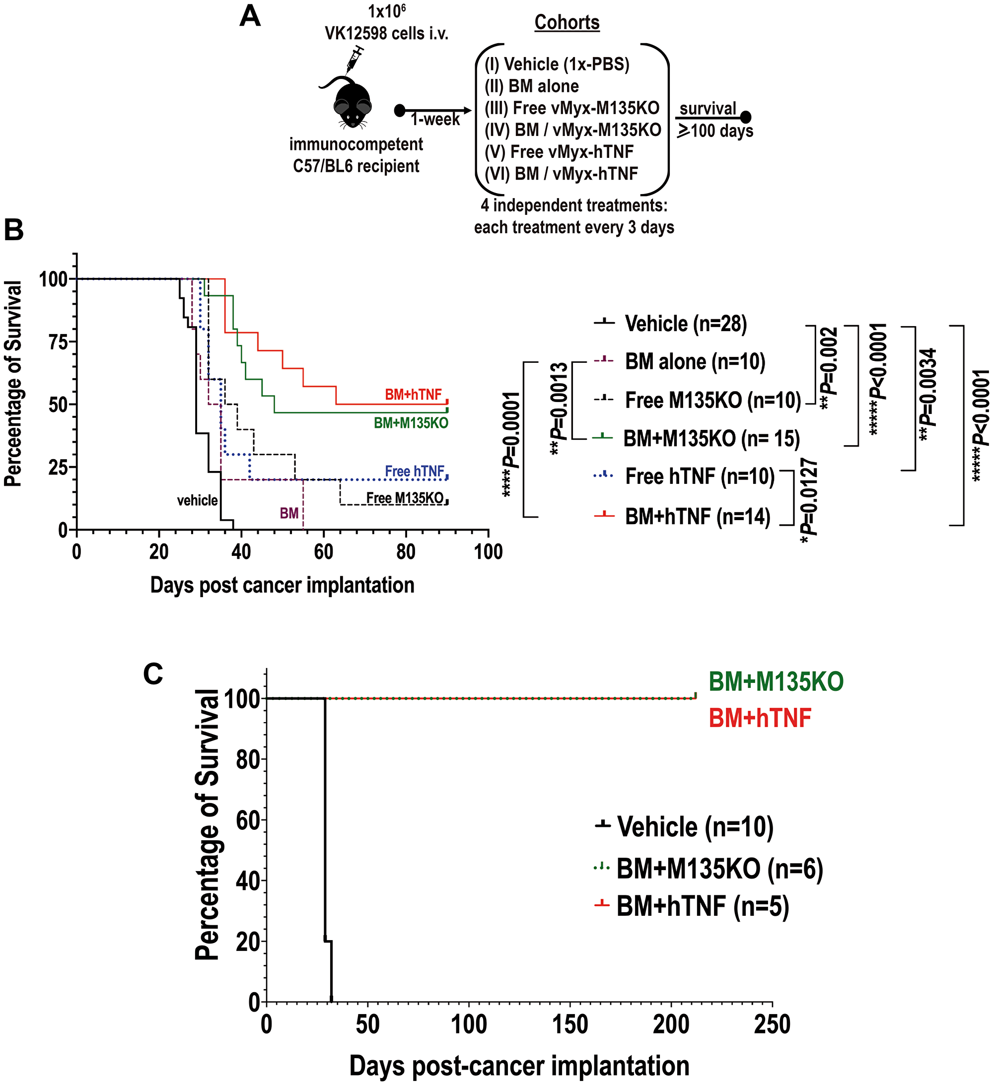 Autologous bone marrow ex vivo loaded with MYXV not only resulted in improvement of survival rates of recipient mice pre-seeded with Vk12598 myeloma cells, but also a fraction of these survivor mice became resistant after re-challenging them with myeloma cells