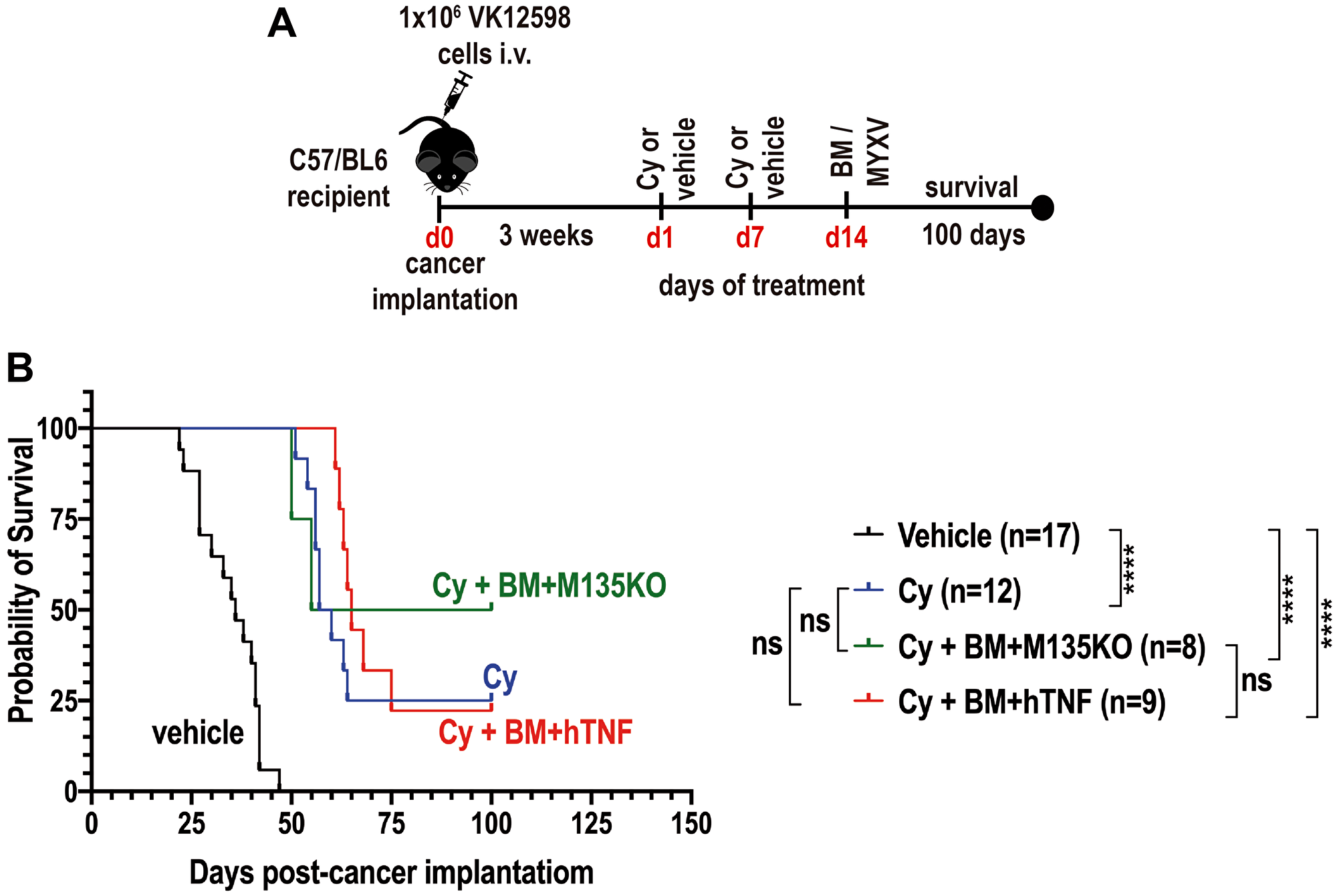 Combination therapy with cyclophosphamide (Cy) and autologous bone marrow (BM) pre-loaded with MYXV delay the onset of MM