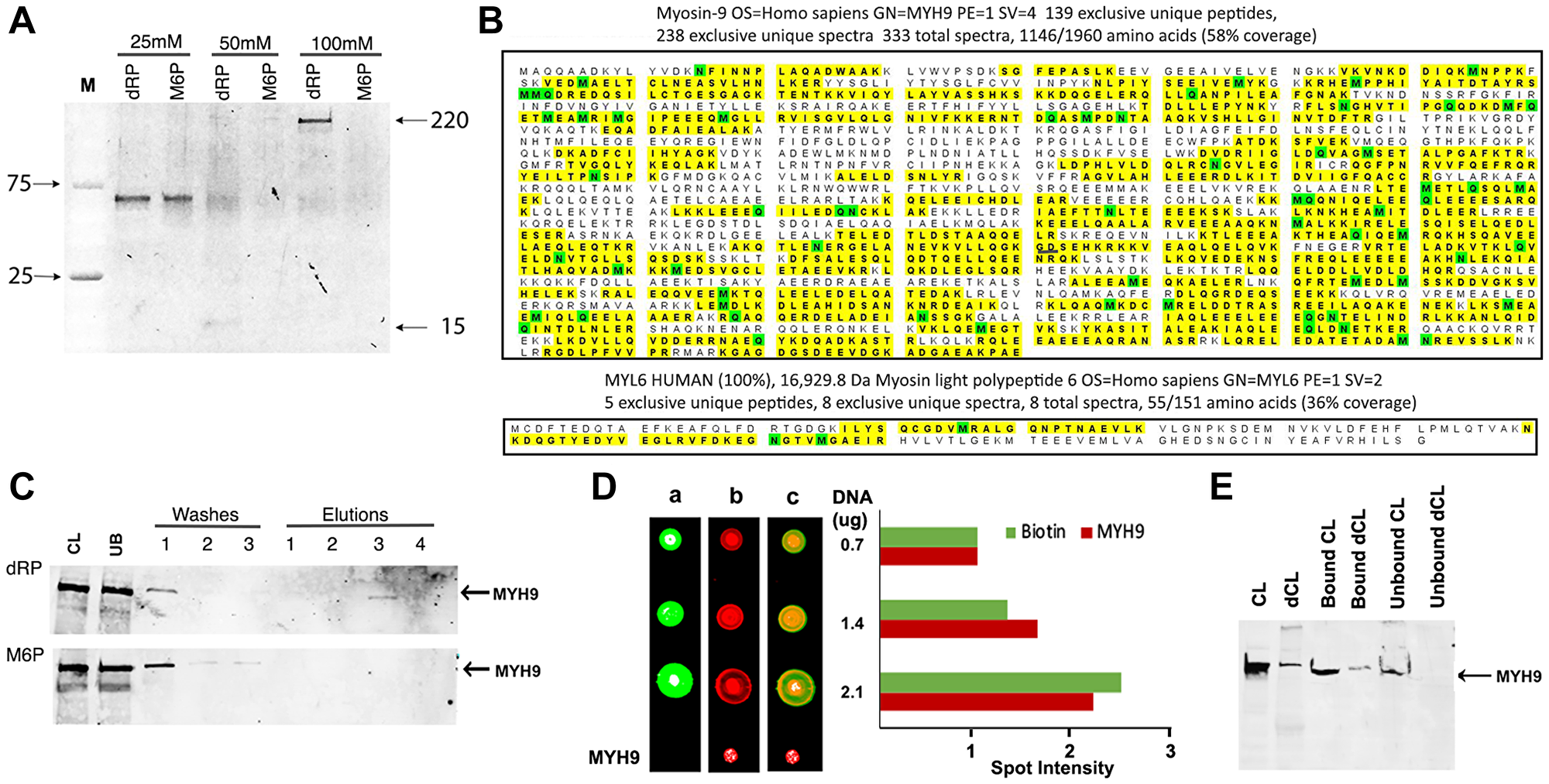 MYH9 binds to DNA via 2-deoxyribose-5-phosphate (dRP)
