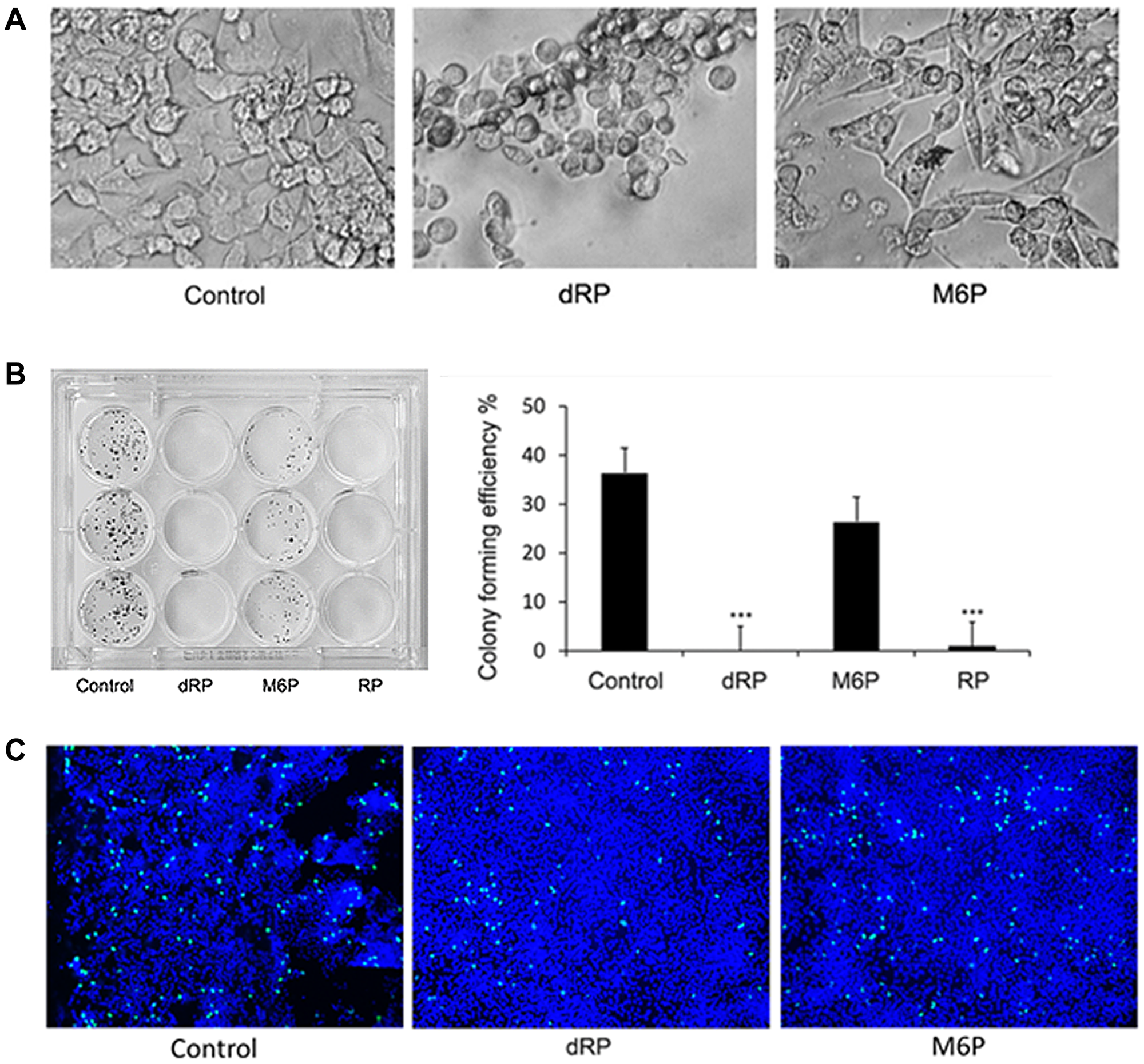 Effect of dRP on cell growth and morphology