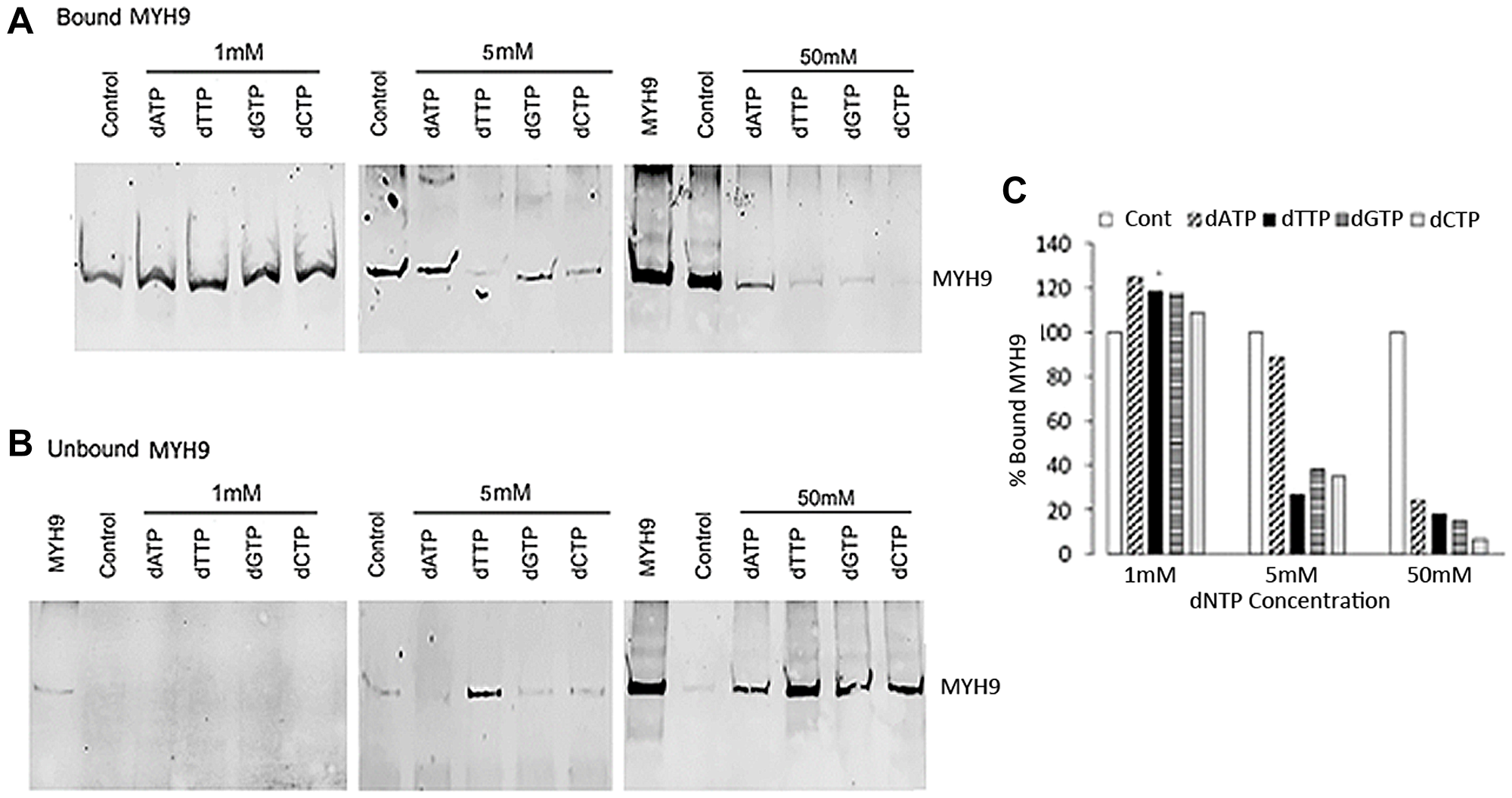Inhibition of MYH9-DNA binding with dNTPs